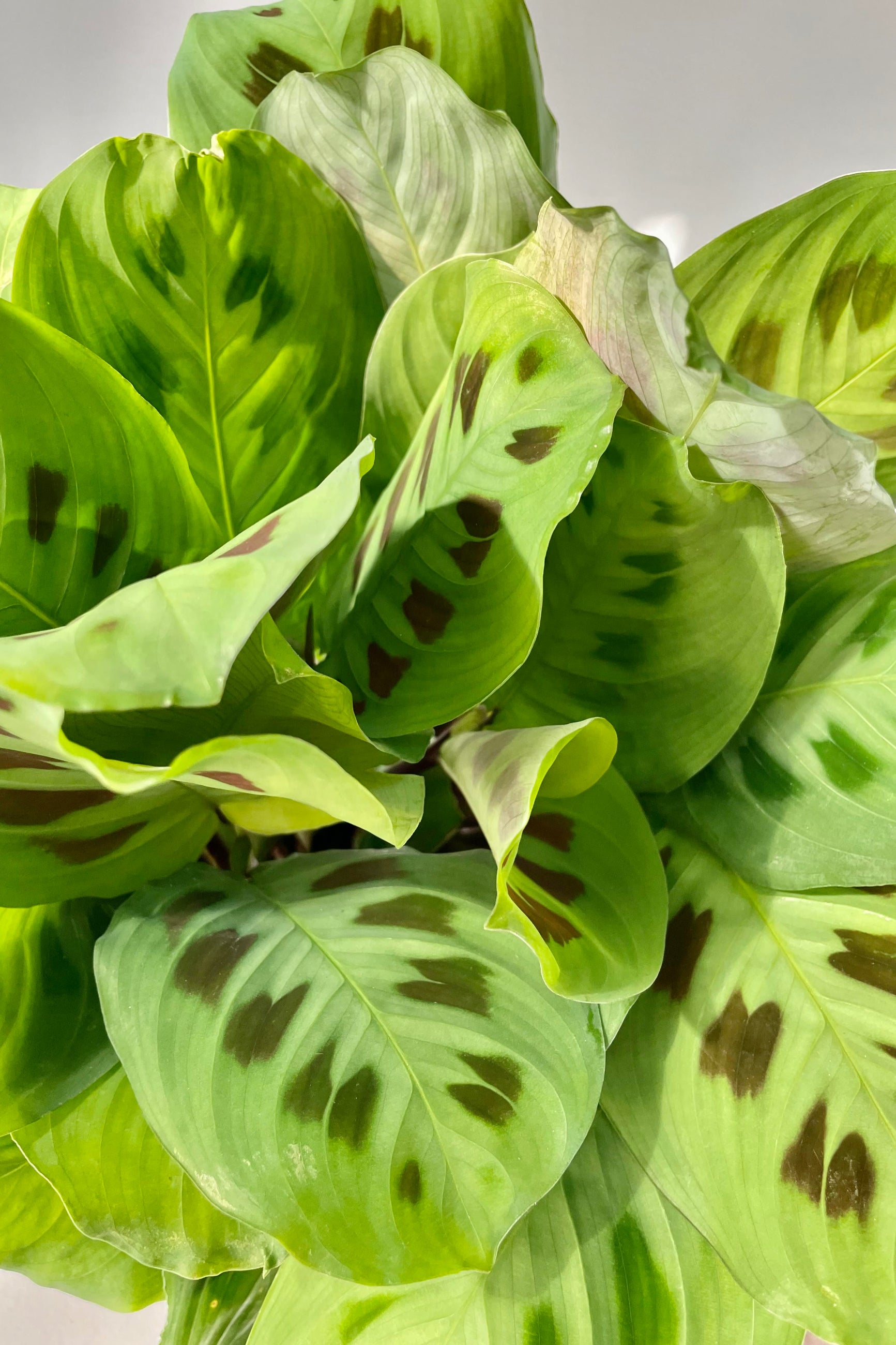A detailed shot of the Maranta leuconeura 'Rabbit Tracks' 6".