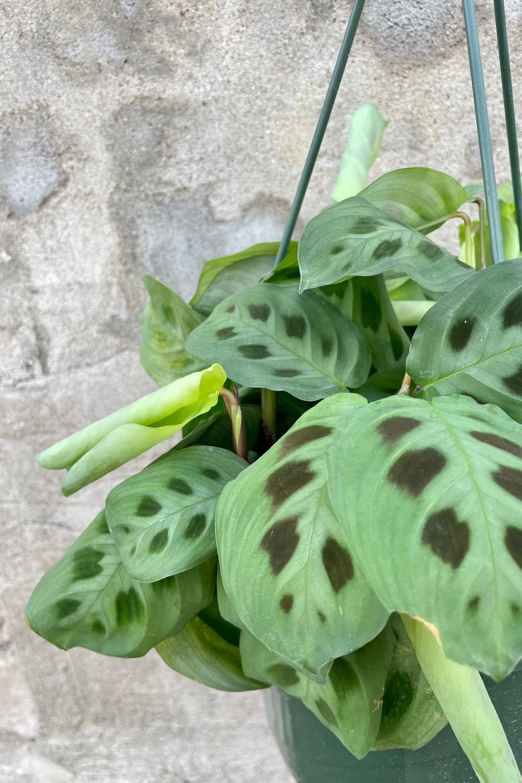 Maranta leuconeura 'Rabbit Tracks' 8" detail of variegated green paw print track leaves, against grey wall.