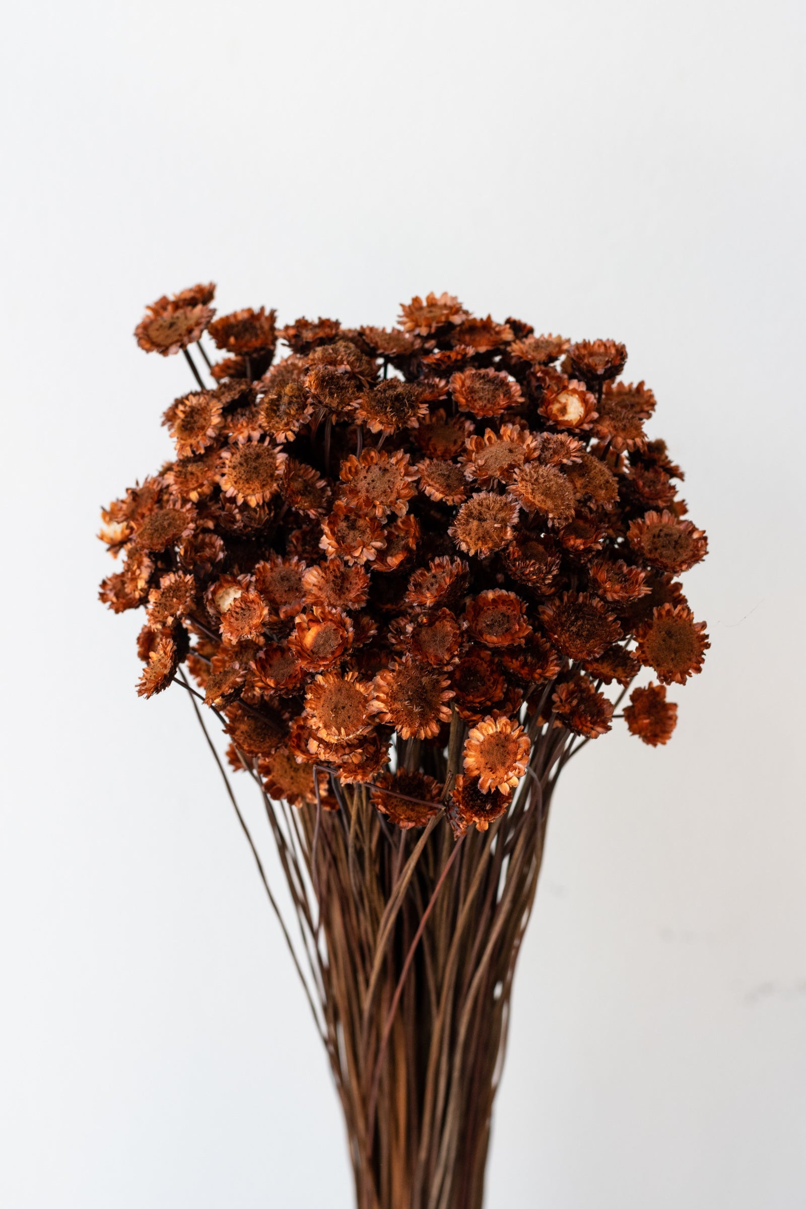 Margaret Rust Color Preserved Bunch in front of white background