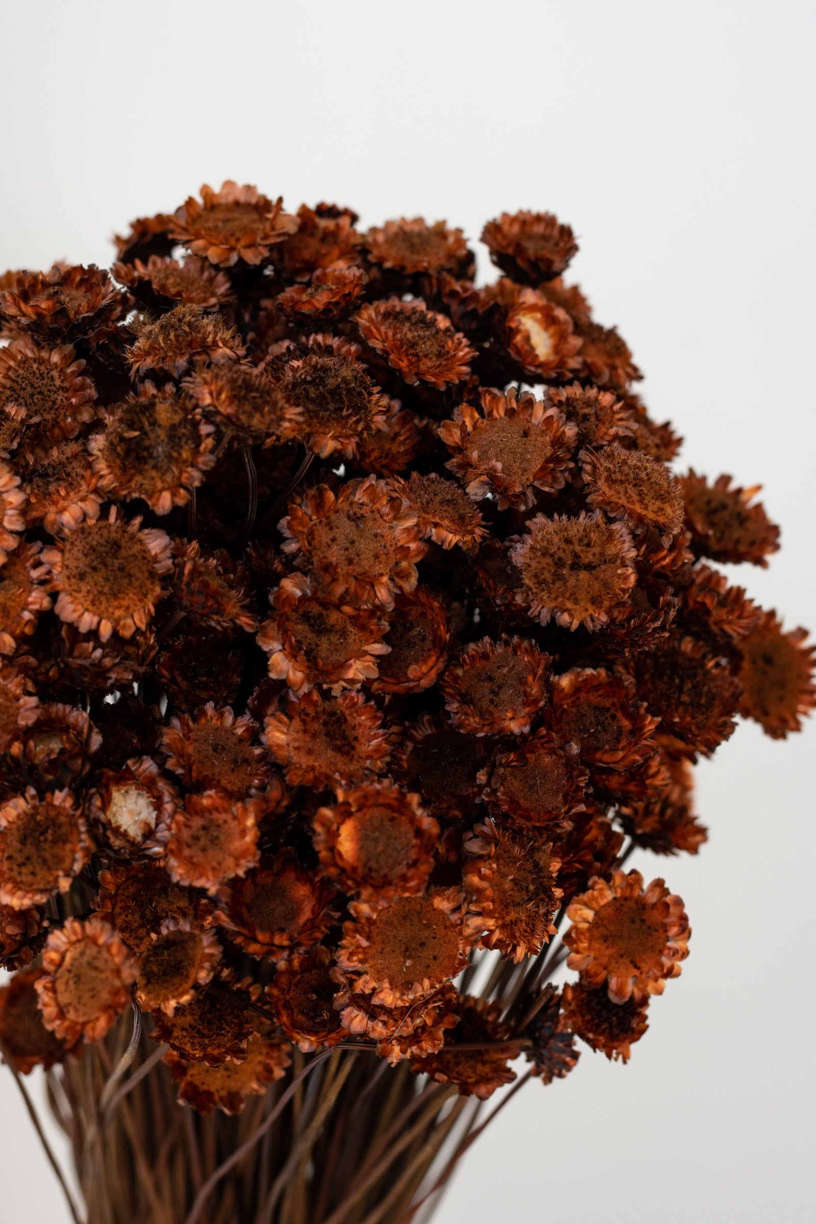 Close up of Margaret Rust Color Preserved Bunch