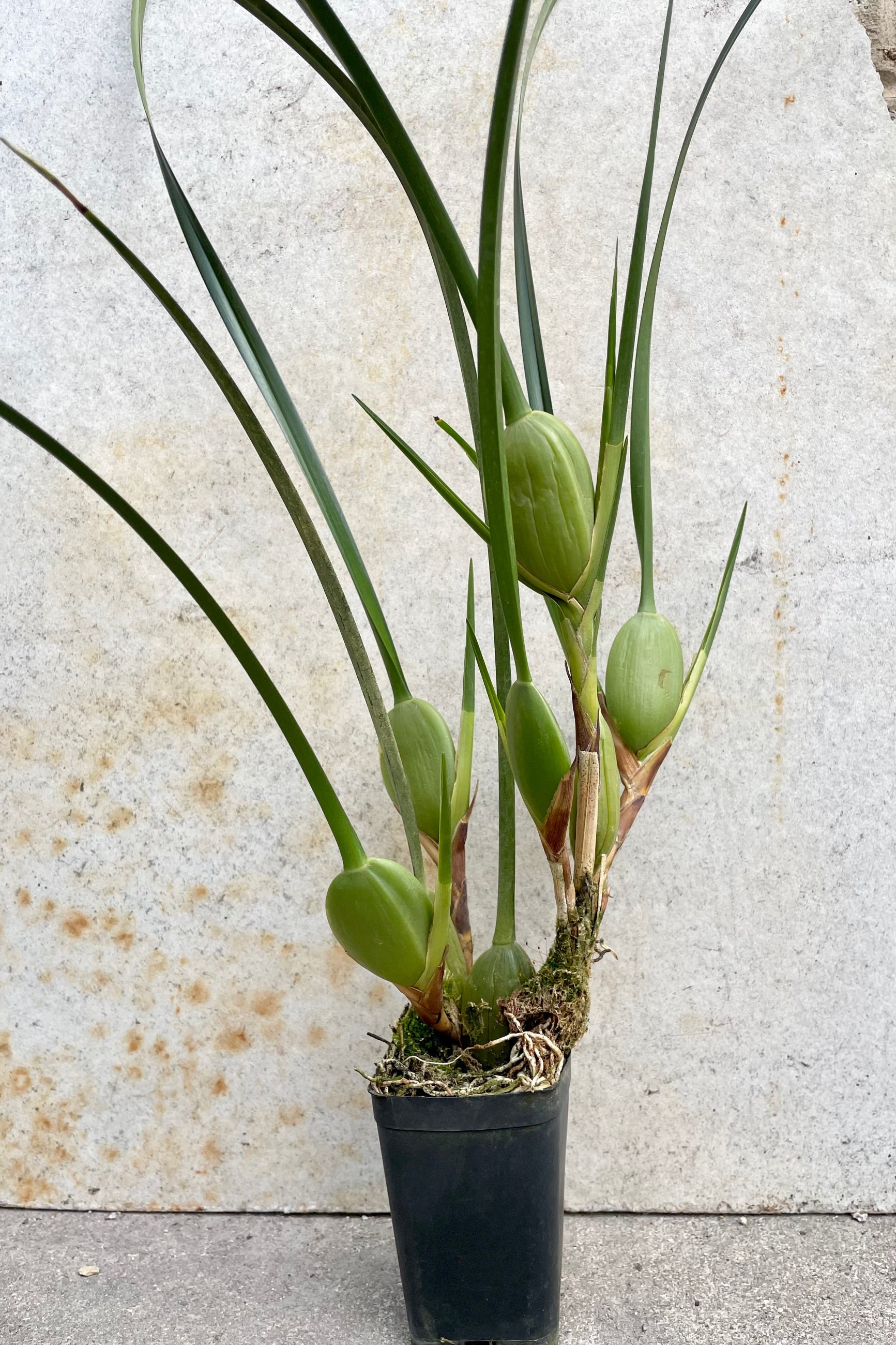 A Maxillary tenuifolia not in bloom in a 2.5" growers pot against a concrete wall. 