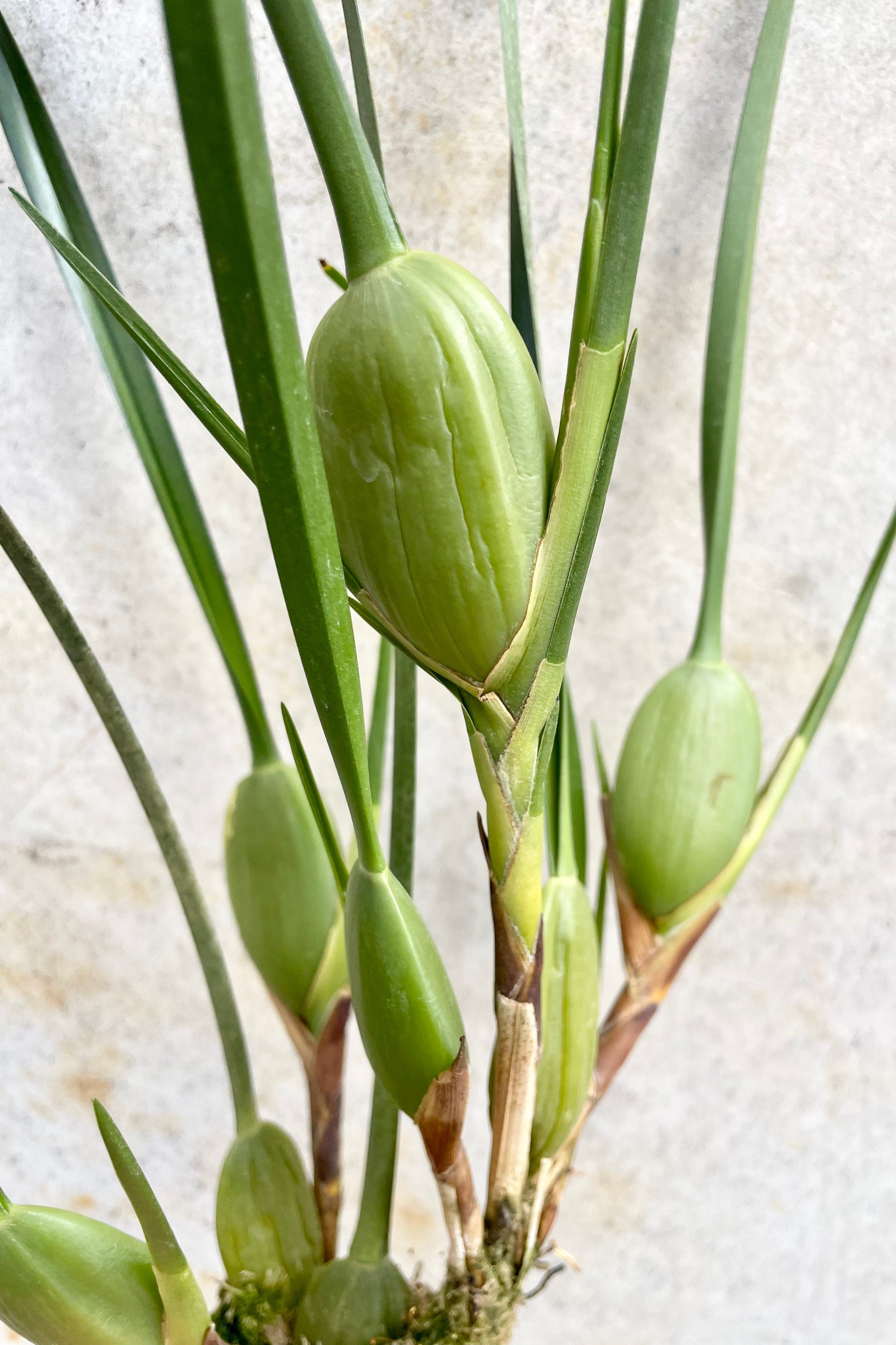 A detail shot of the strange limbs of the Maxillary tenuifolia .