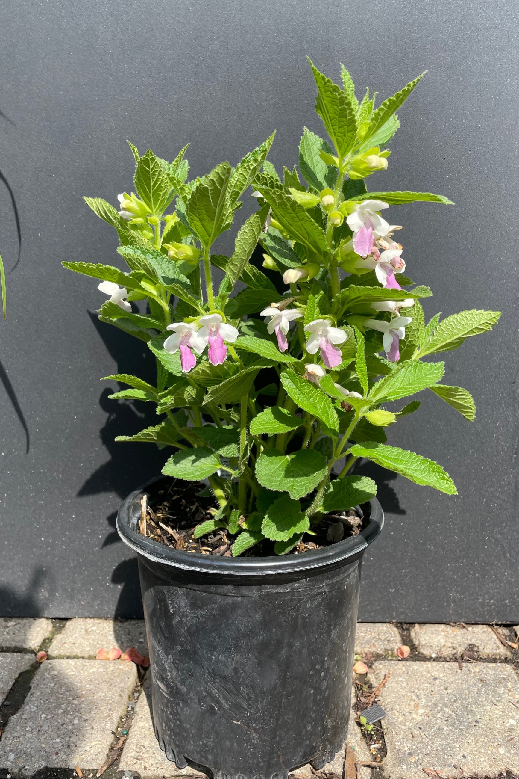 A #1 growers pot of Melittis 'Royal Velvet Distinction' in full bloom the middle of May at Sprout-home showing the white and purple flowers against a black background. ©Sprout Home