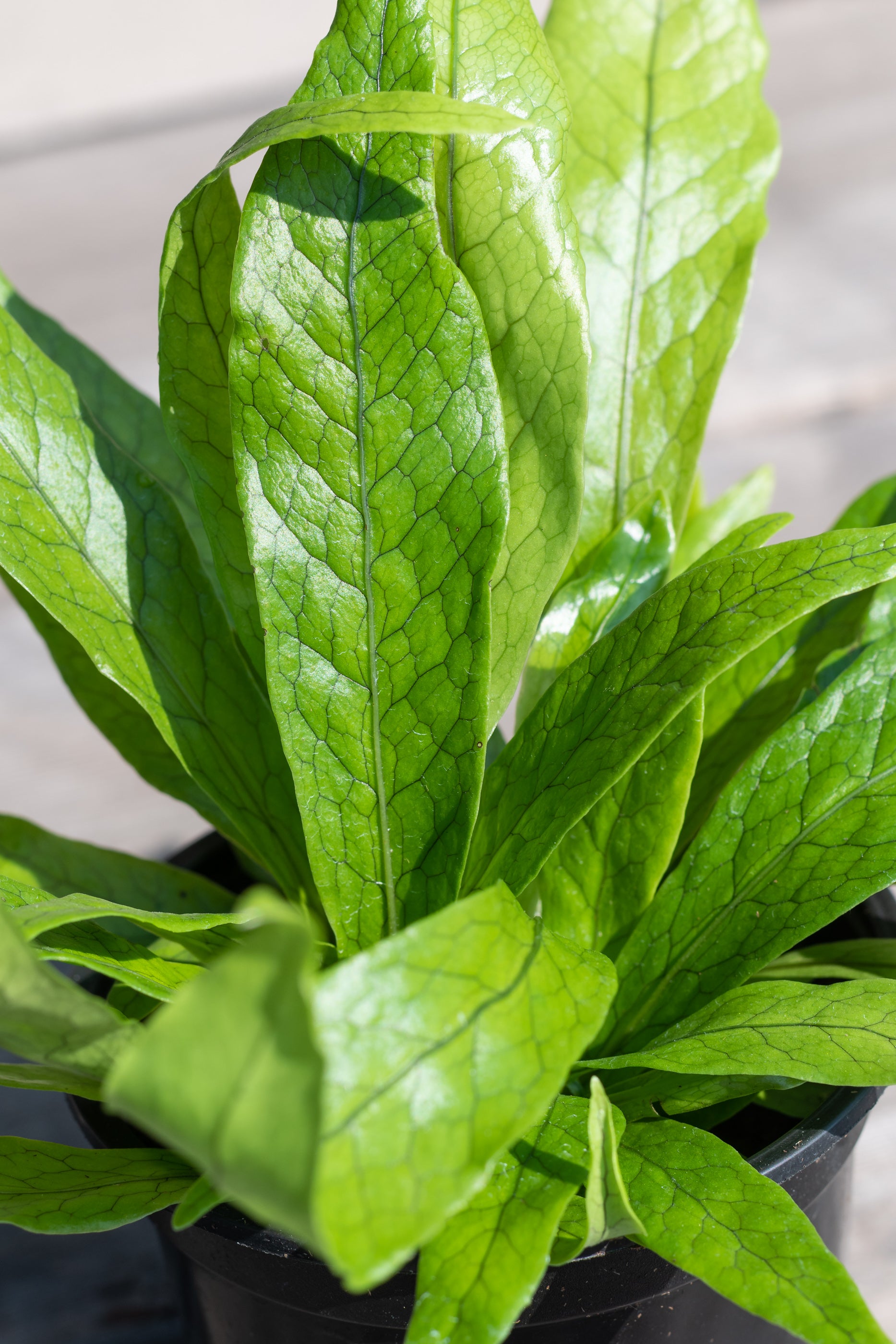 Close up of Microsorium musifolium 'Crocodyllus' leaves