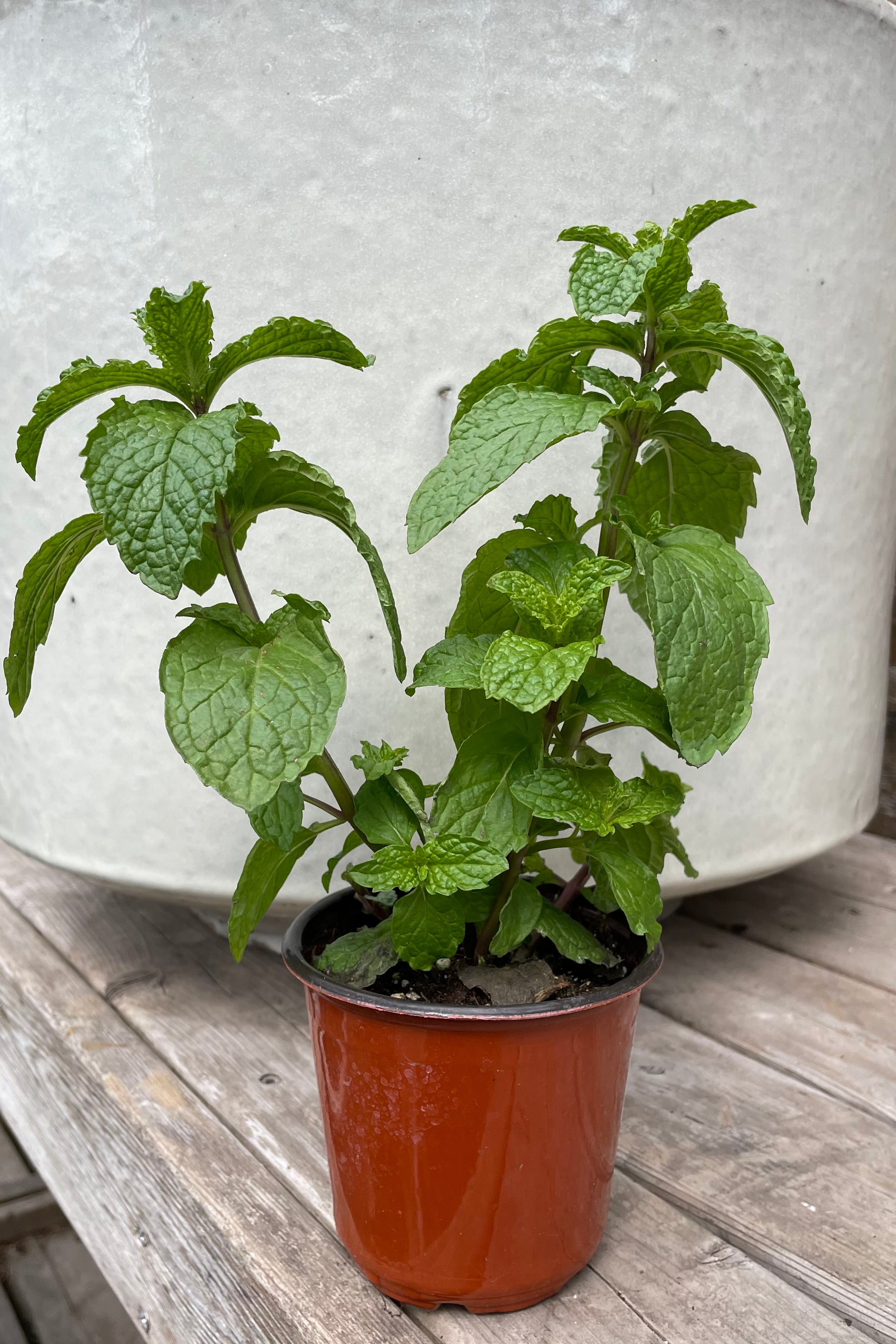 Mentha 'Mojito' in a 3" pot middle of April showing its new green leaves.