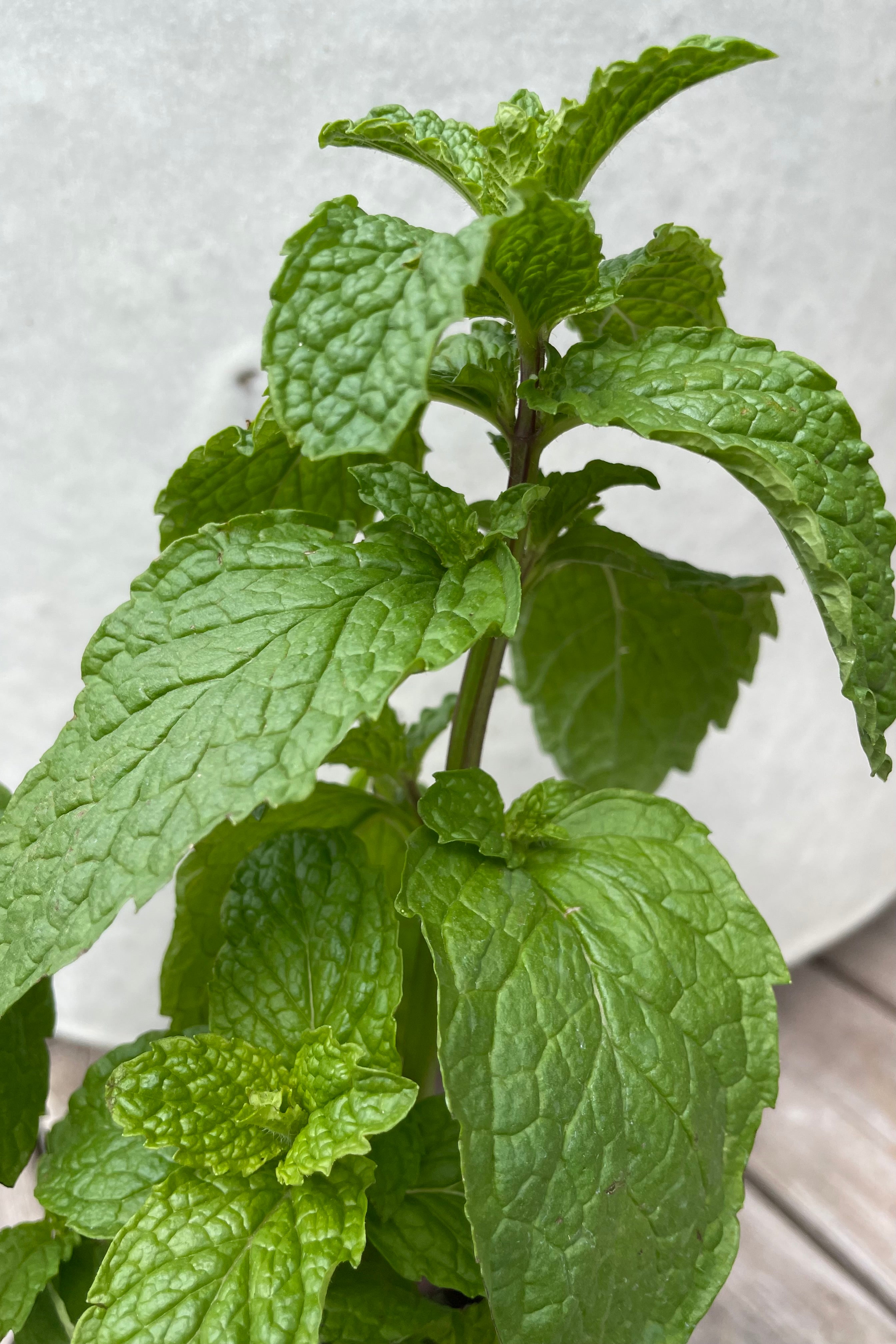 Detail picture of the green leaves of the Mint 'Mojito' in mid April. 