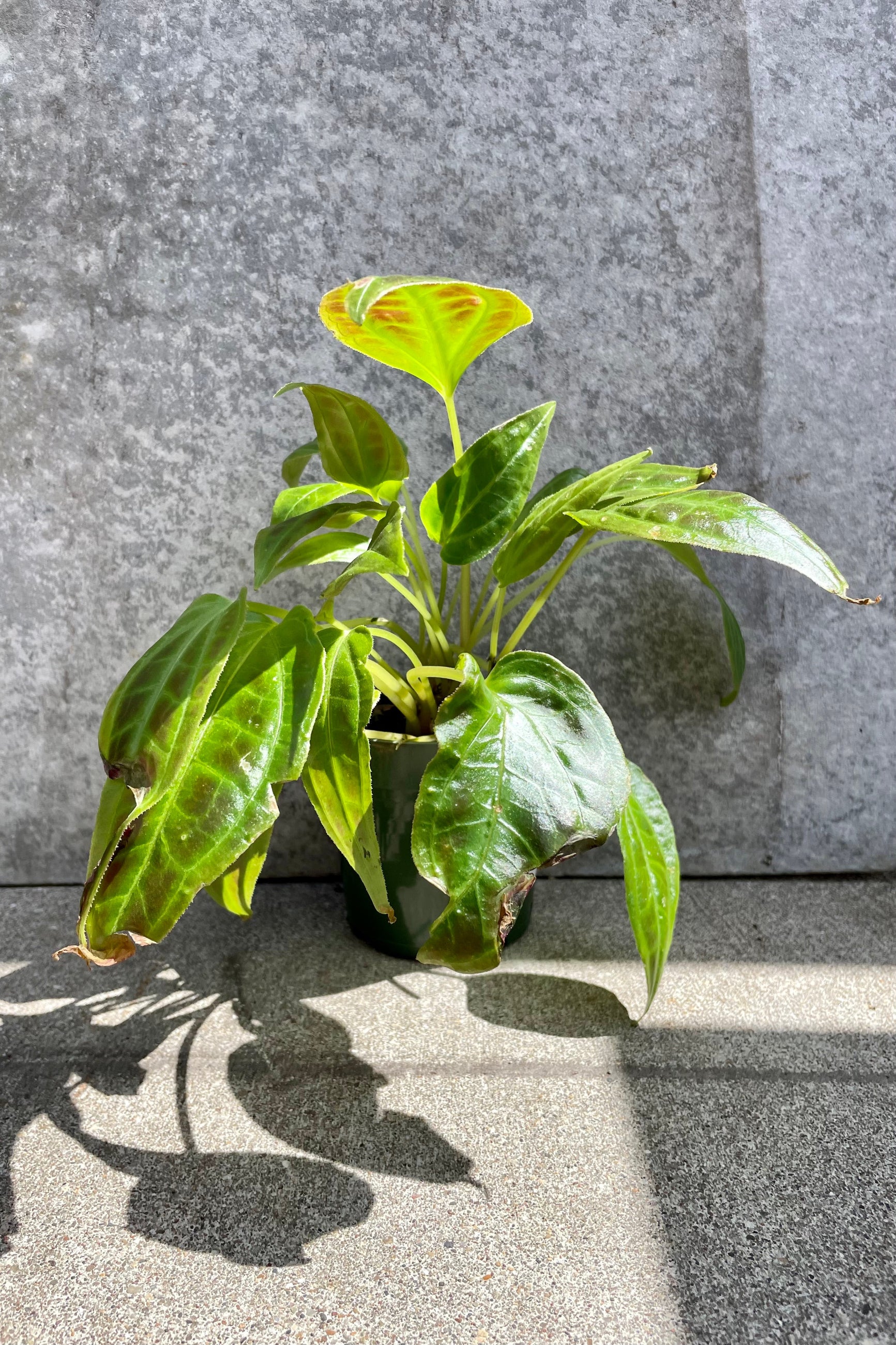 Monolena sp. 4” black growers pot with shiny variegated leaves  against a grey wall