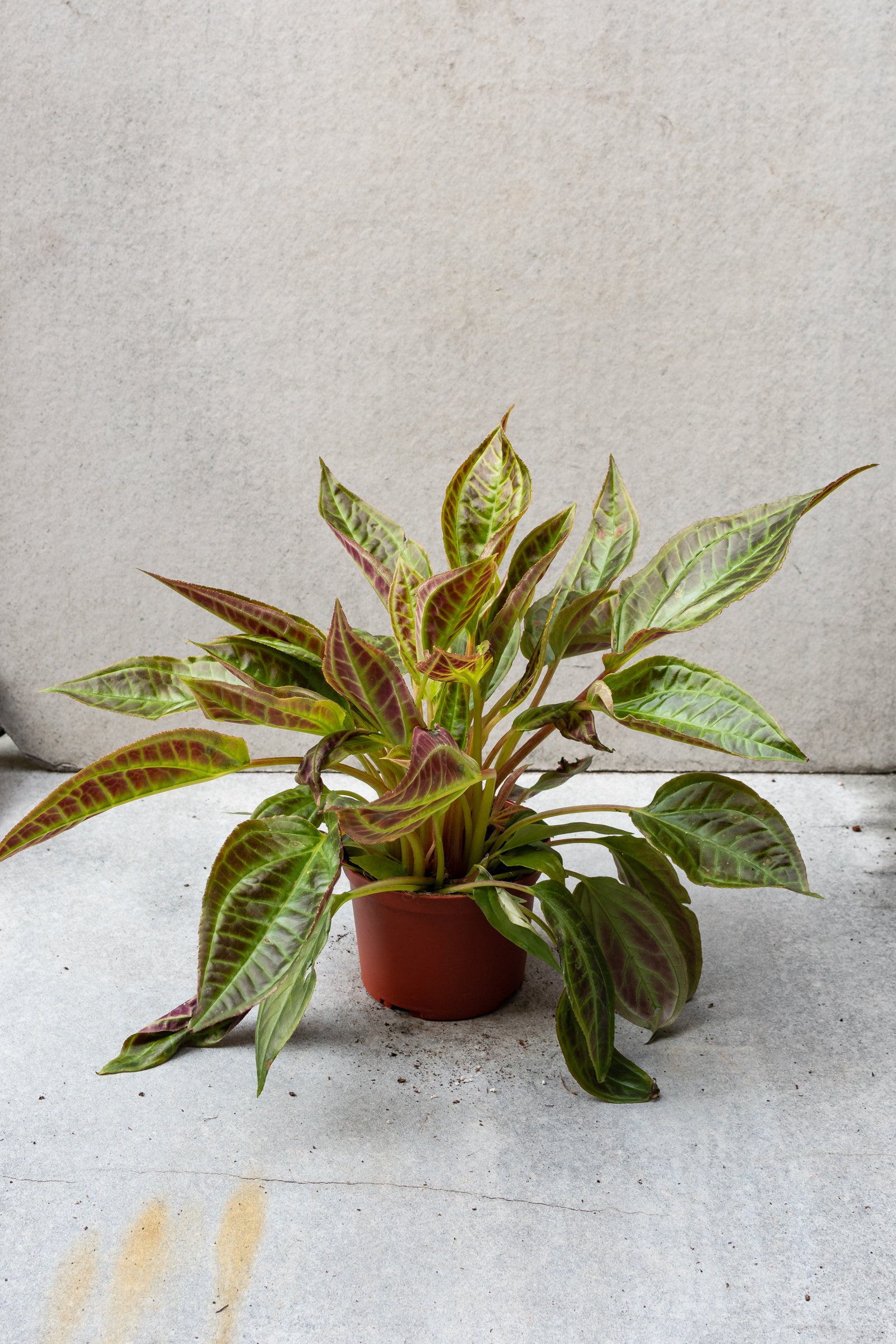 Monolena plant  in a 6 inch pot. 
