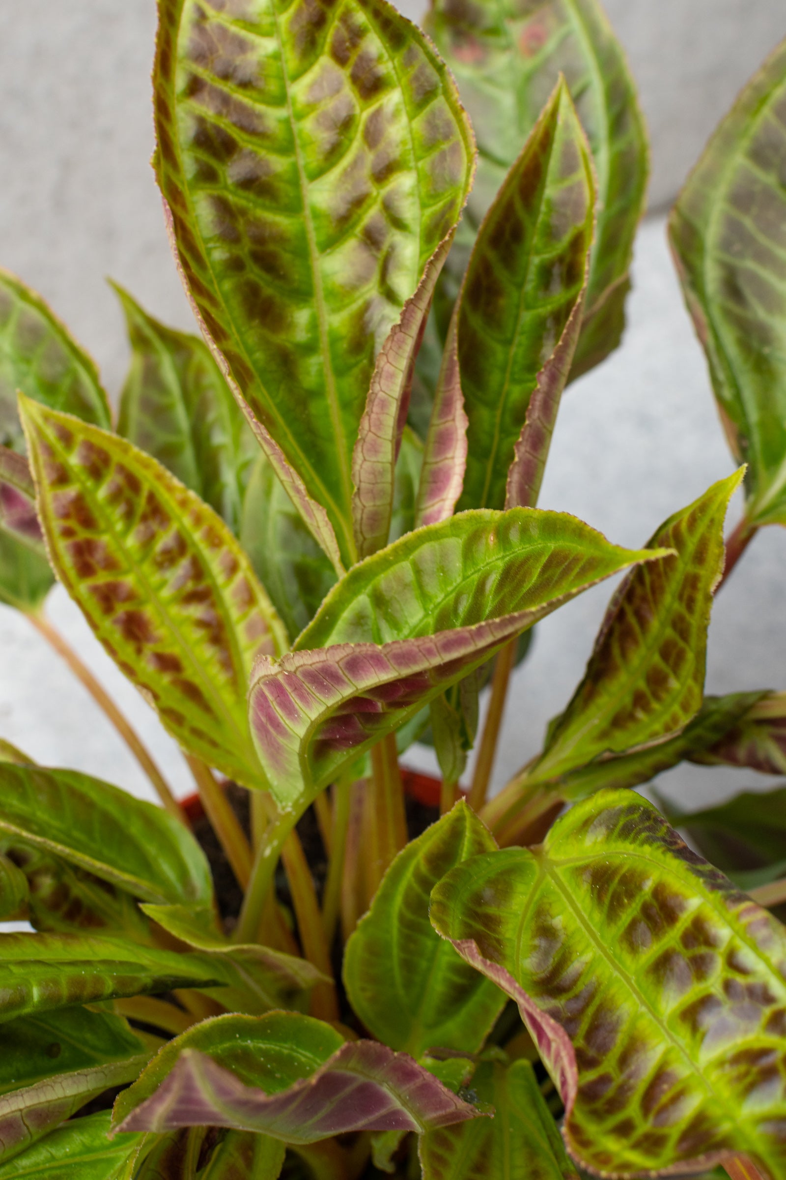 Up close detail shot of the leaves of a Monolena plant. 