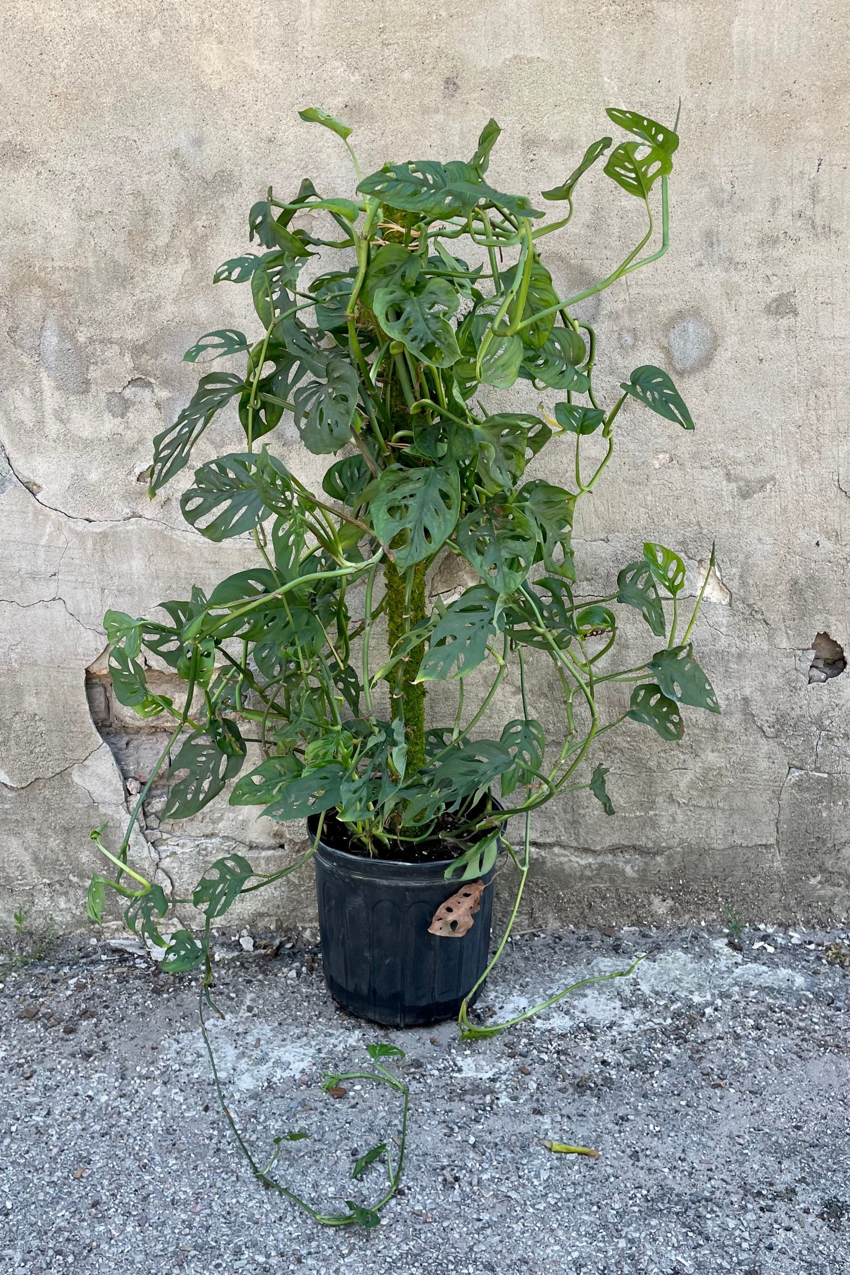 Monstera adansonii code up picture showing the leaves with natural openings at Sprout-home against a grey wall 