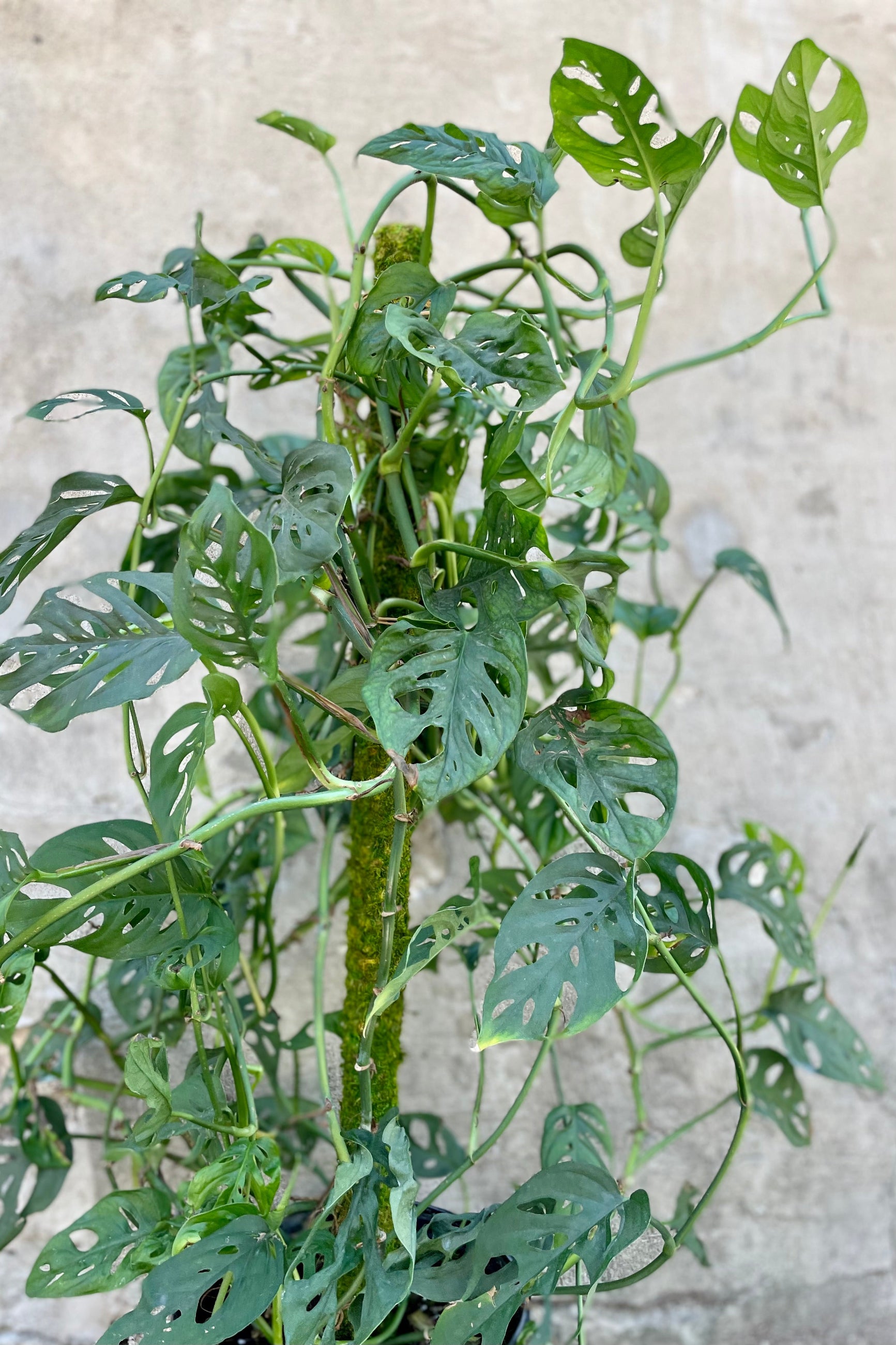 Monstera adansonii code up picture showing the leaves with natural openings at Sprout-home against a grey wall