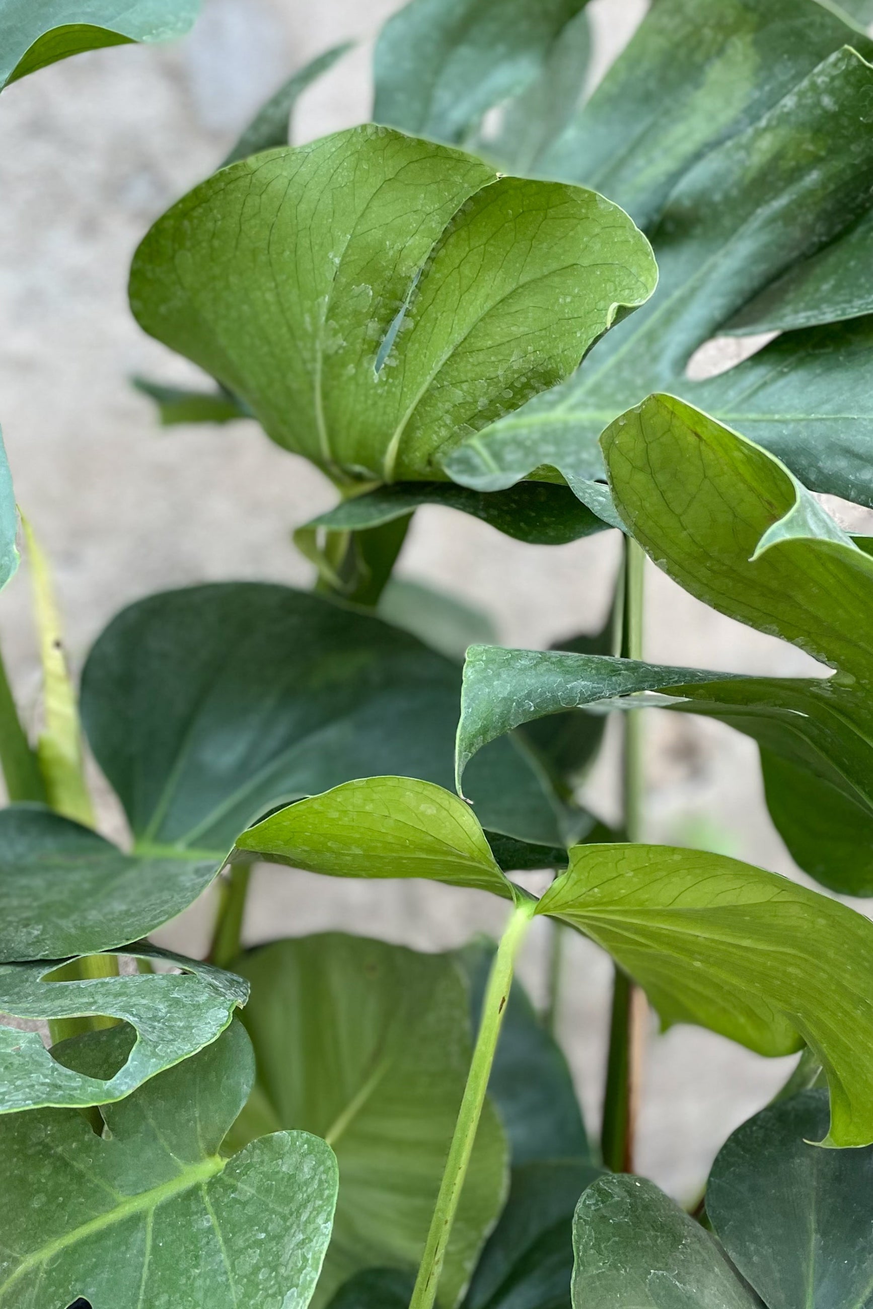 Close up of Monstera deliciosa leaves