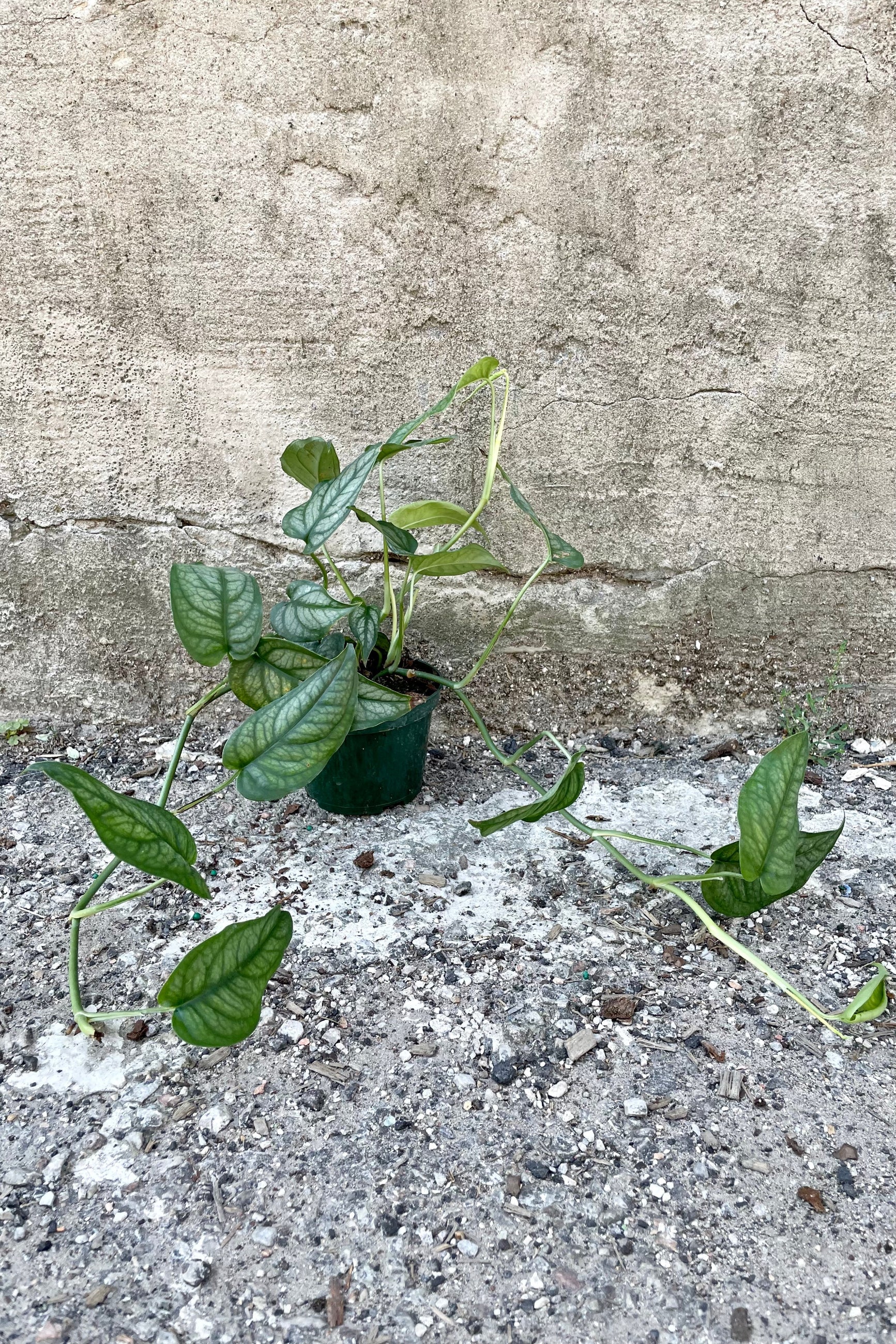 The Monstera siltepaecana in a 4" growers pot against a grey wall vining on the sidewalk. 