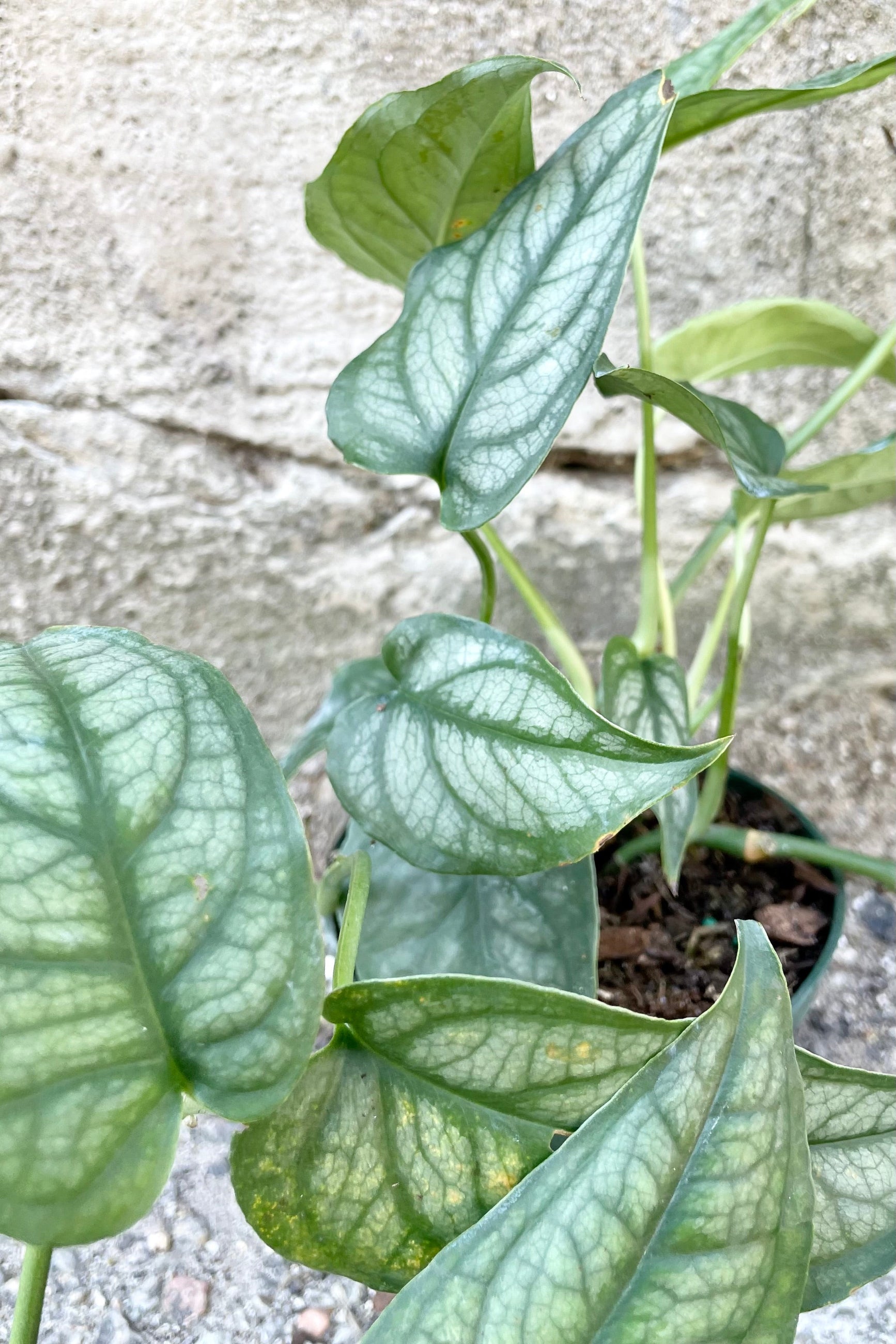 A detail picture of the blue green leaves with a scale like patter of the Monstera siltepecana against a grey wall. 