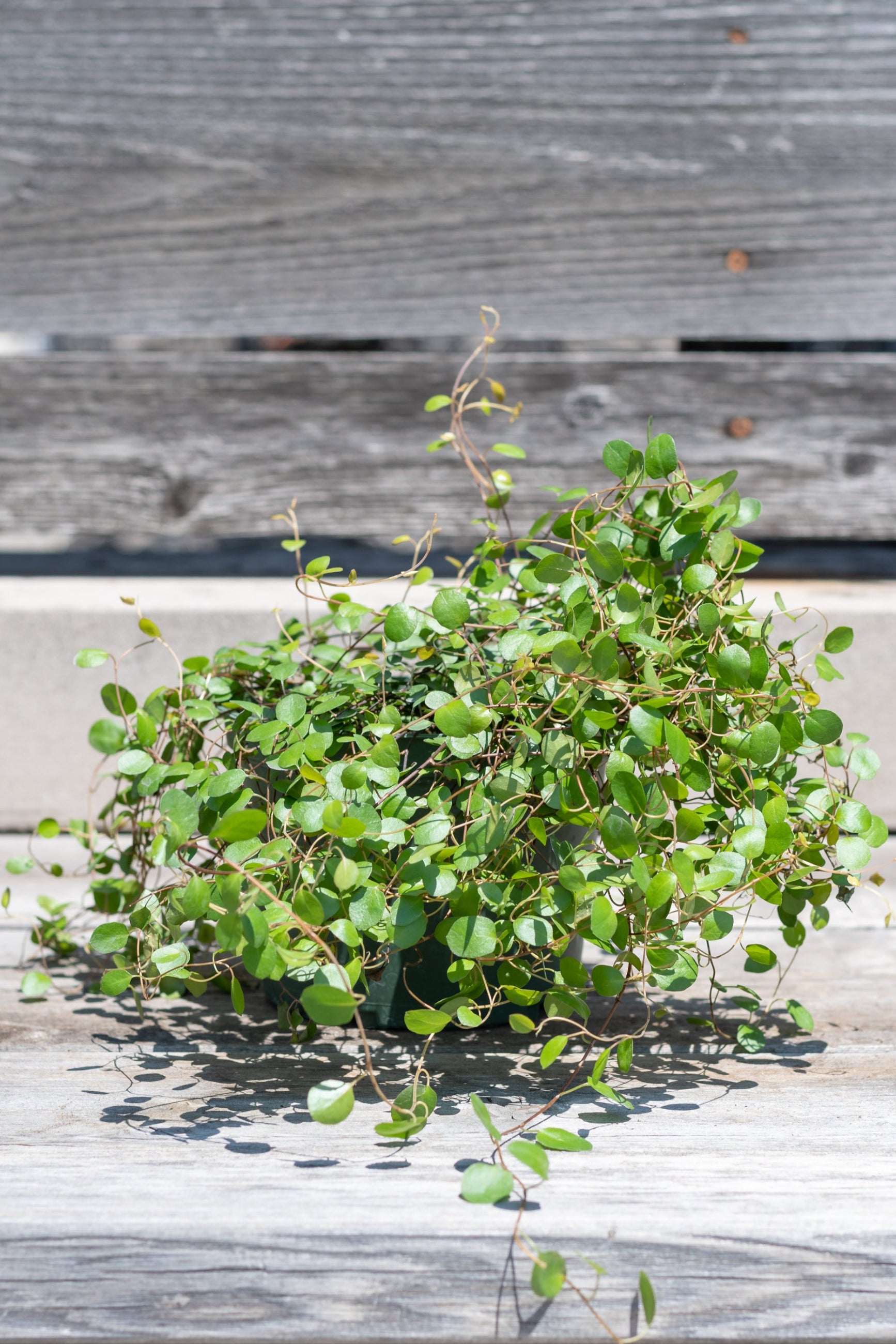 Muehlenbeckia axillaris in grow pot in front of grey wood background