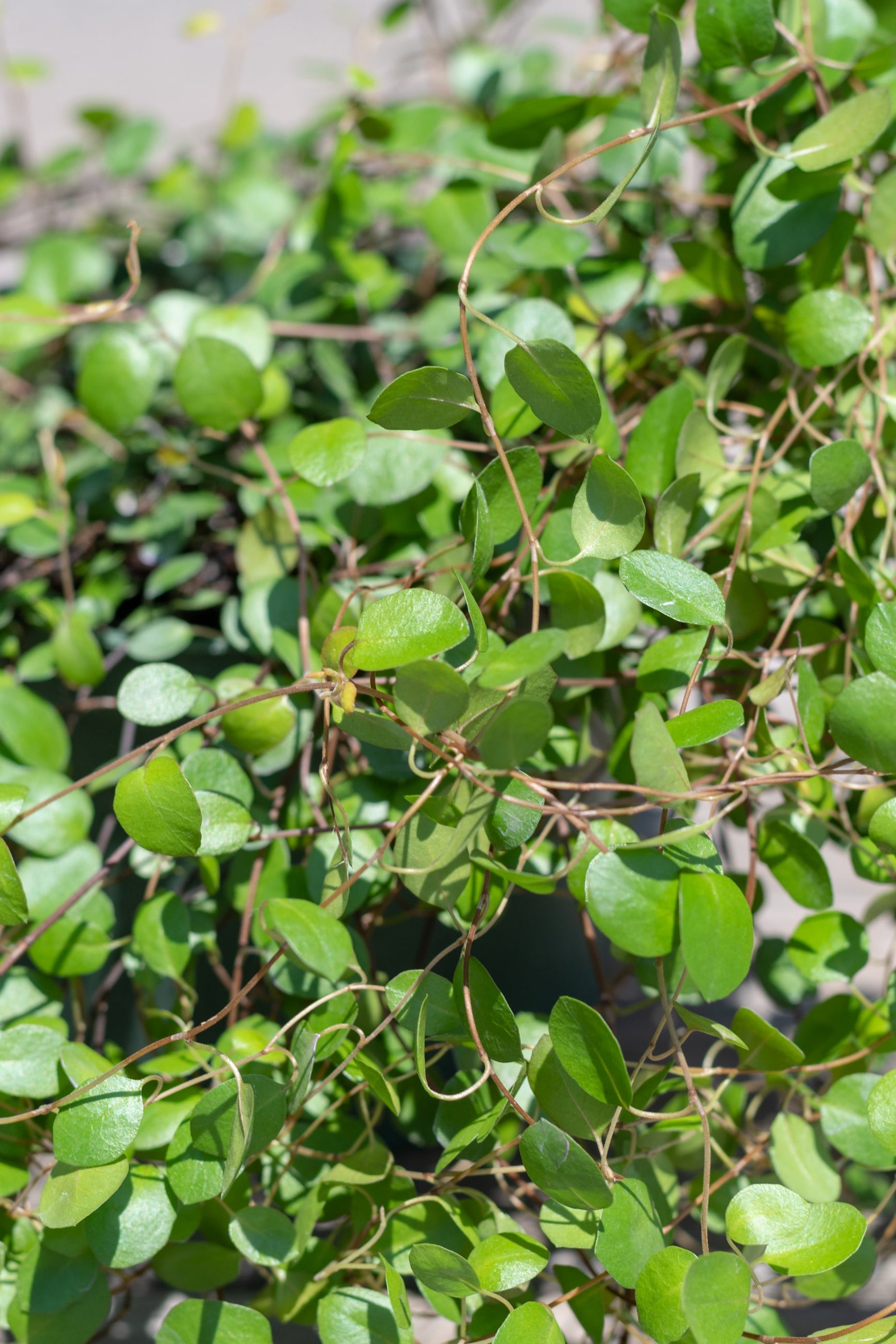 Close up of Muehlenbeckia axillaris vines