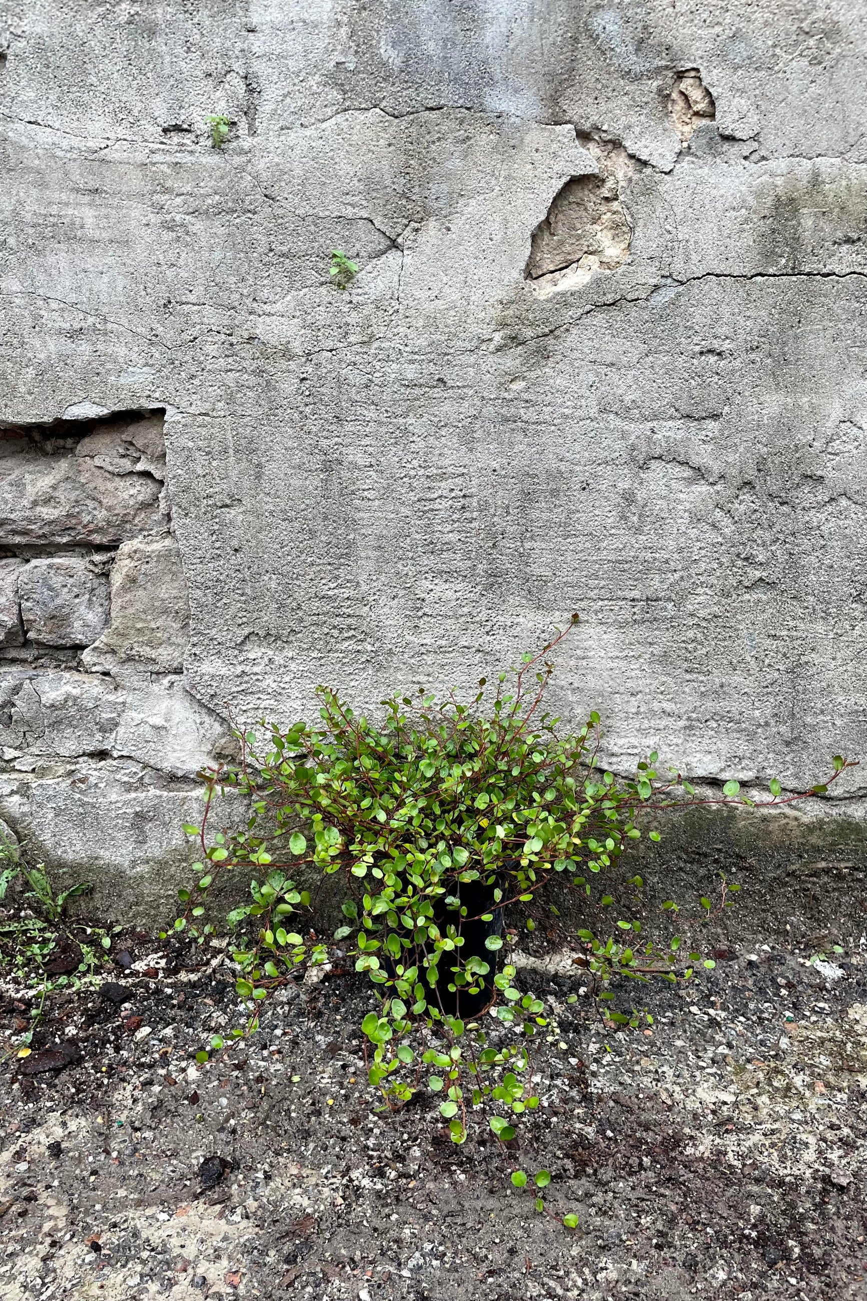 Muehlenbeckia complexa 4.5" against a grey wall  ©Sprout Home