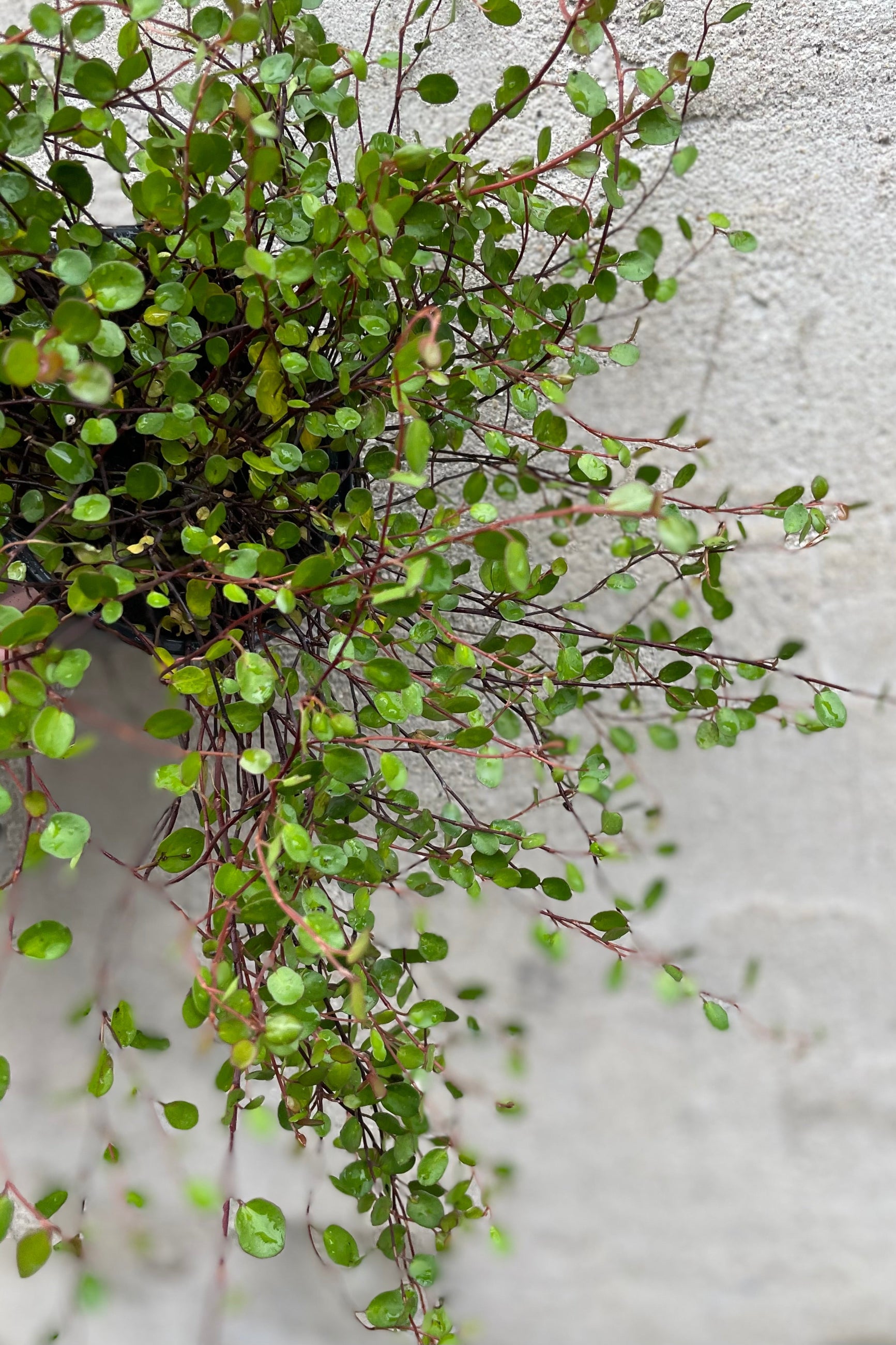 detail of Muehlenbeckia complexa 4.5" against a grey wall  ©Sprout Home
