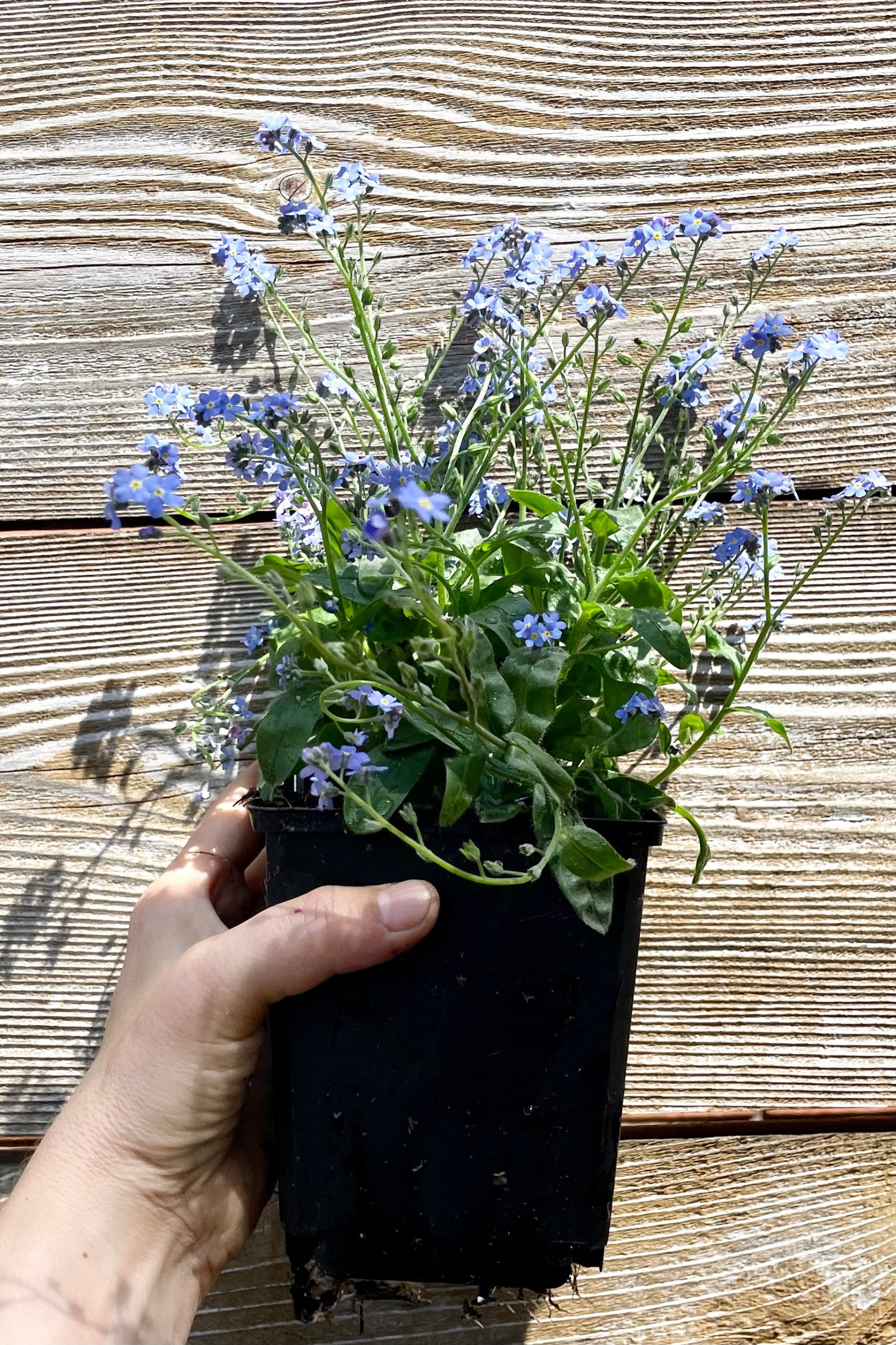 1qt size container of the Myosotis 'Victoria Blue' Forget-Me-Not perennial in bloom showing the blue flowers in the beginning of May being held against a wood fence at Sprout-home. ©Sprout Home