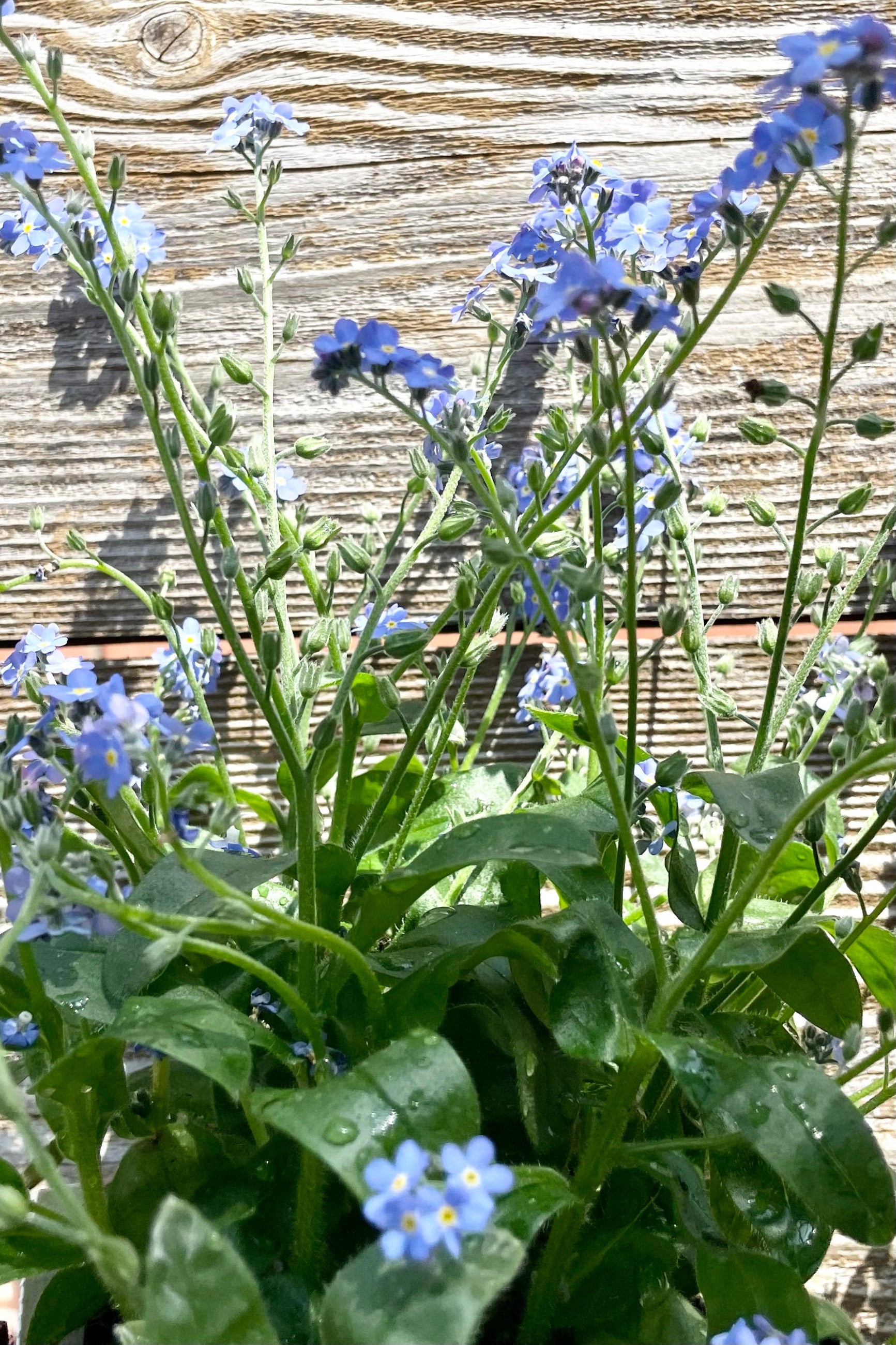 Detail picture of the light blue flowers of the Myosotis 'Victoria Blue' Forget-Me-Not perennial in bloom the beginning of May against a wood fence at Sprout-home. ©Sprout Home