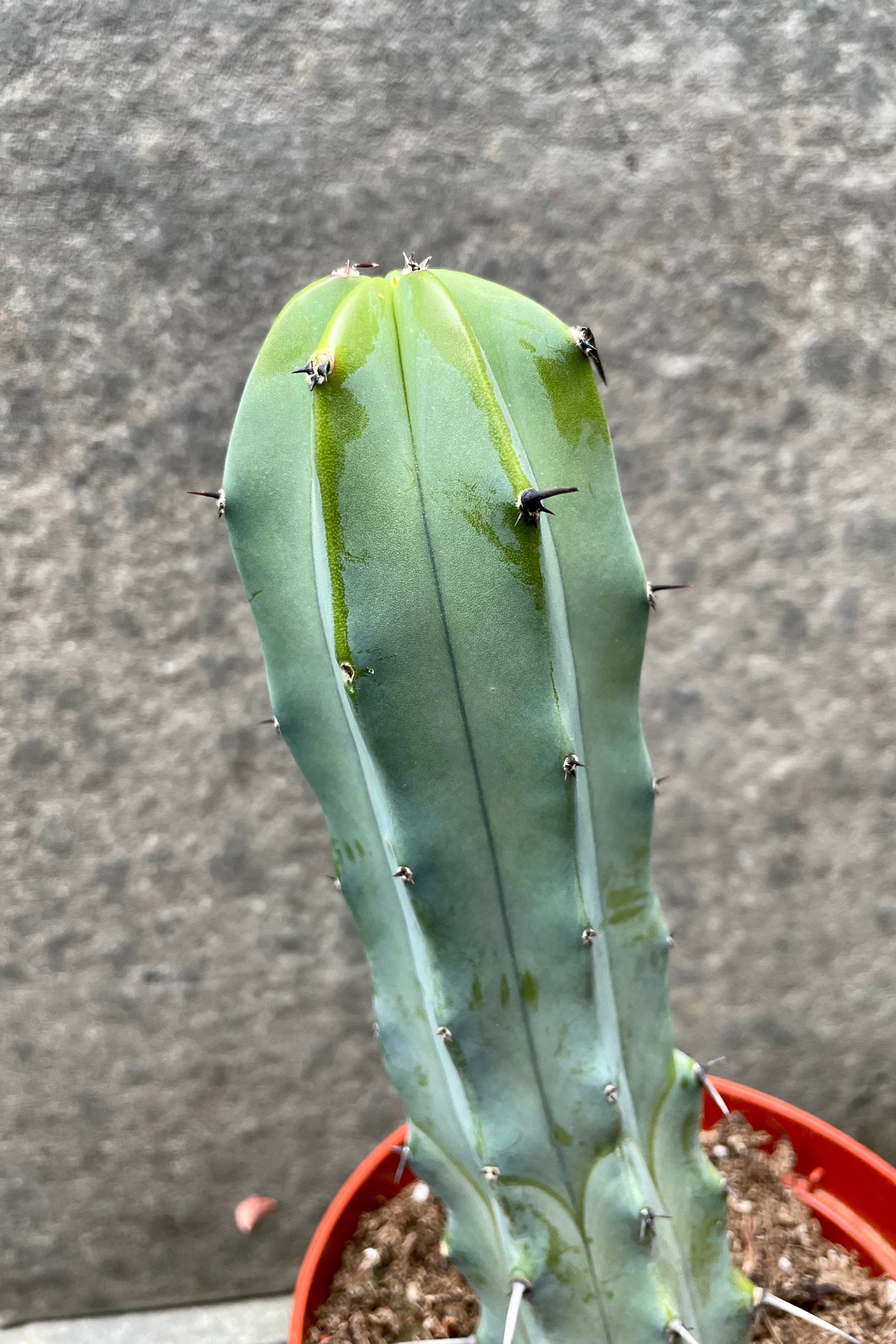 The Myrtillocactus geometrizans boasts a silvery blue color and spikes all along it.