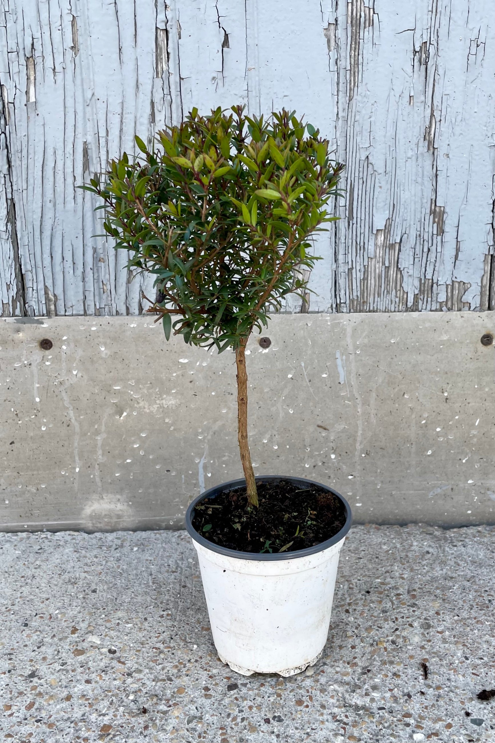 Myrtus communis "Myrtle" standard form in a 4" growers pot against a grey worn wall at Sprout-home.