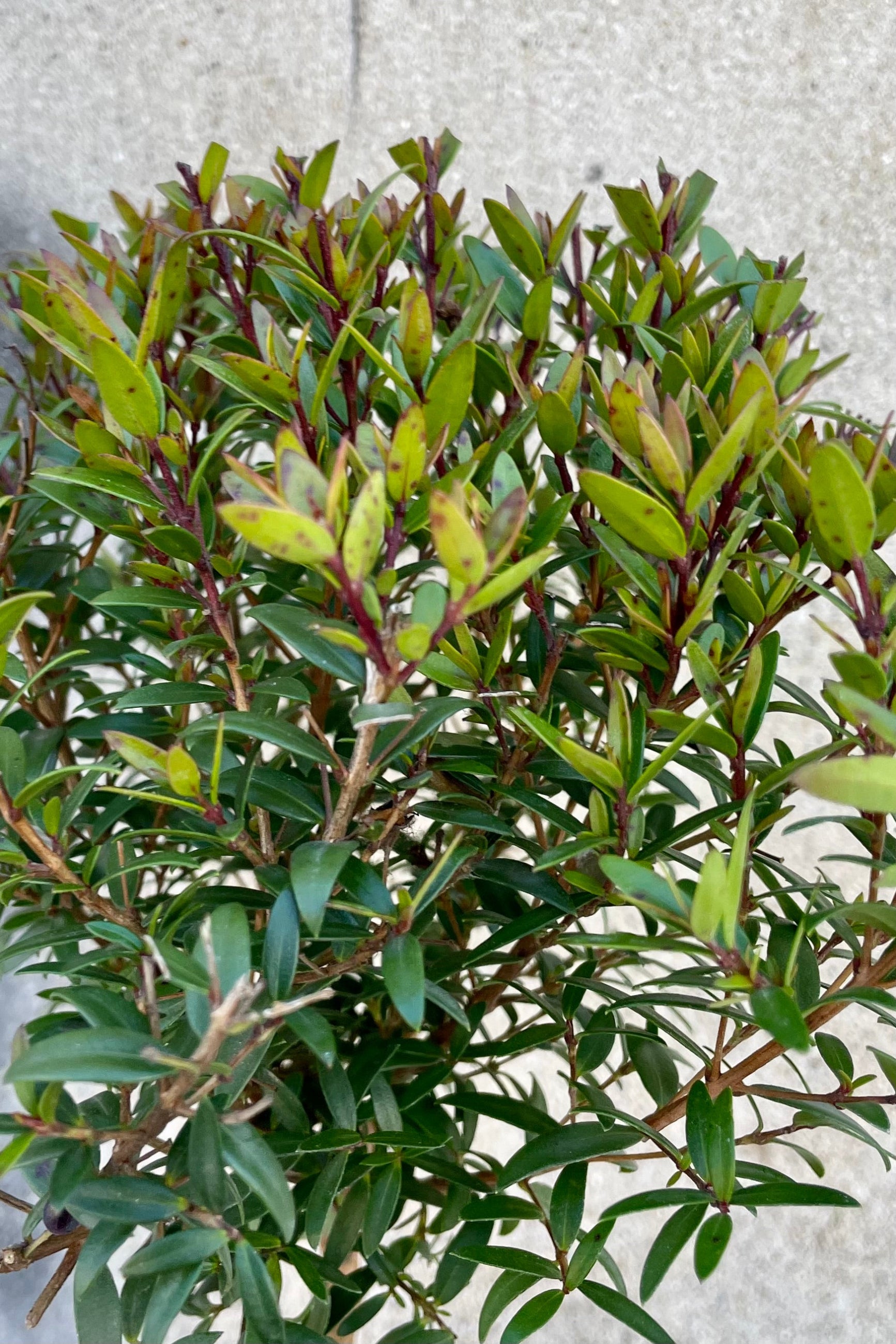 A detail picture of the ovate leaves of the Myrtus communis at Sprout-home.