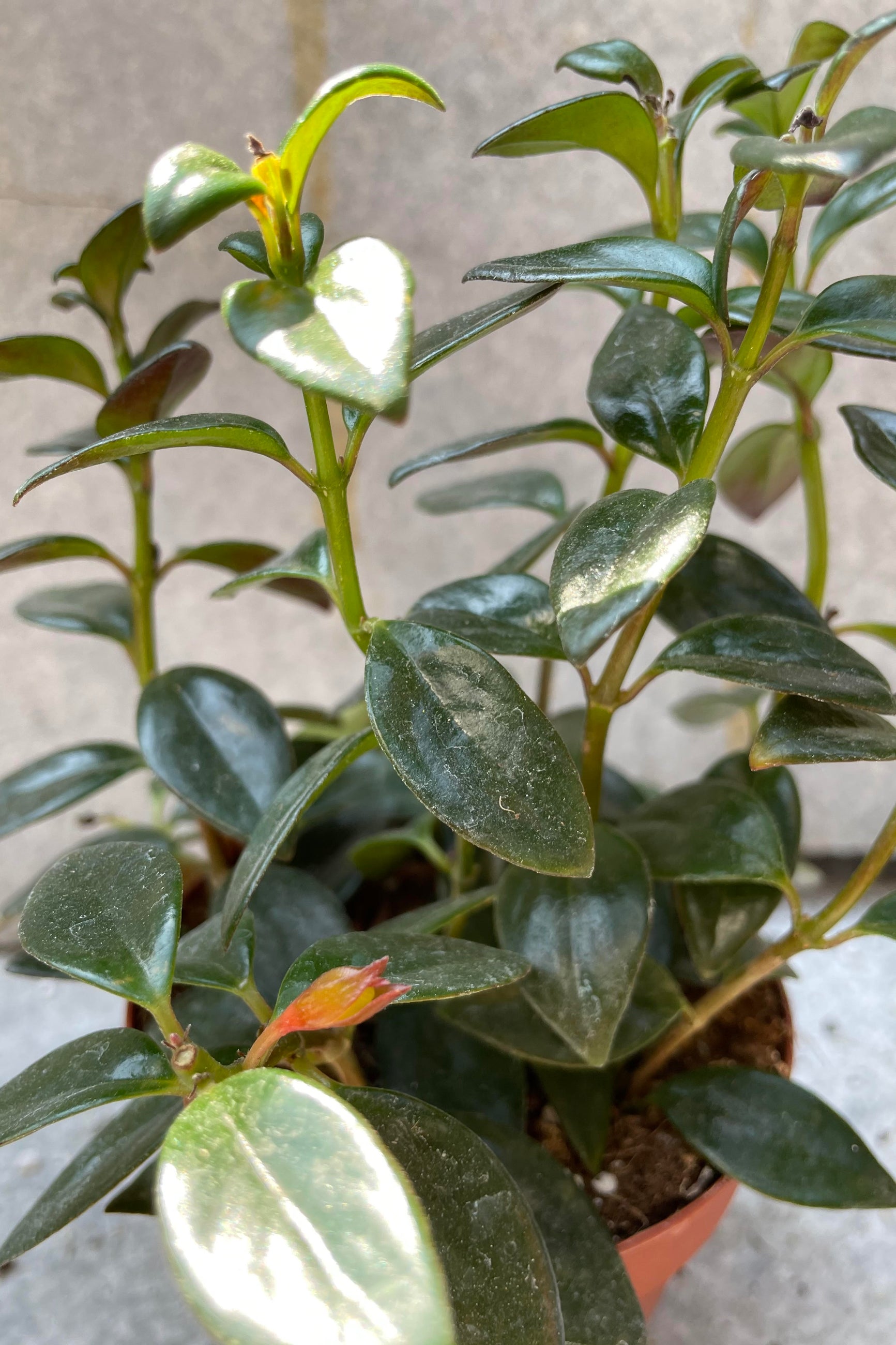 Nematanthus gregarious "Goldfish Plant" 4"