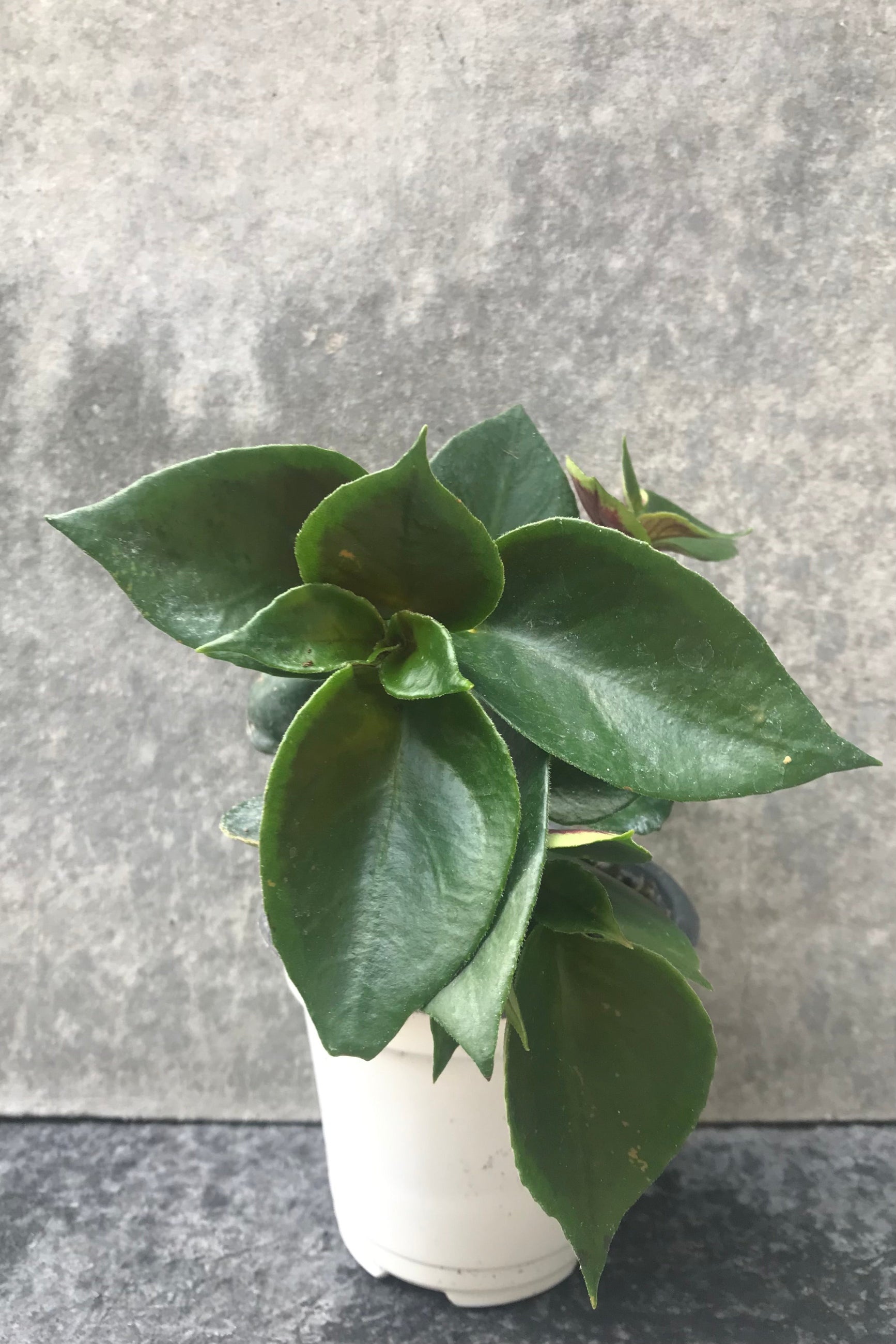 Nematanthus green and red leaves