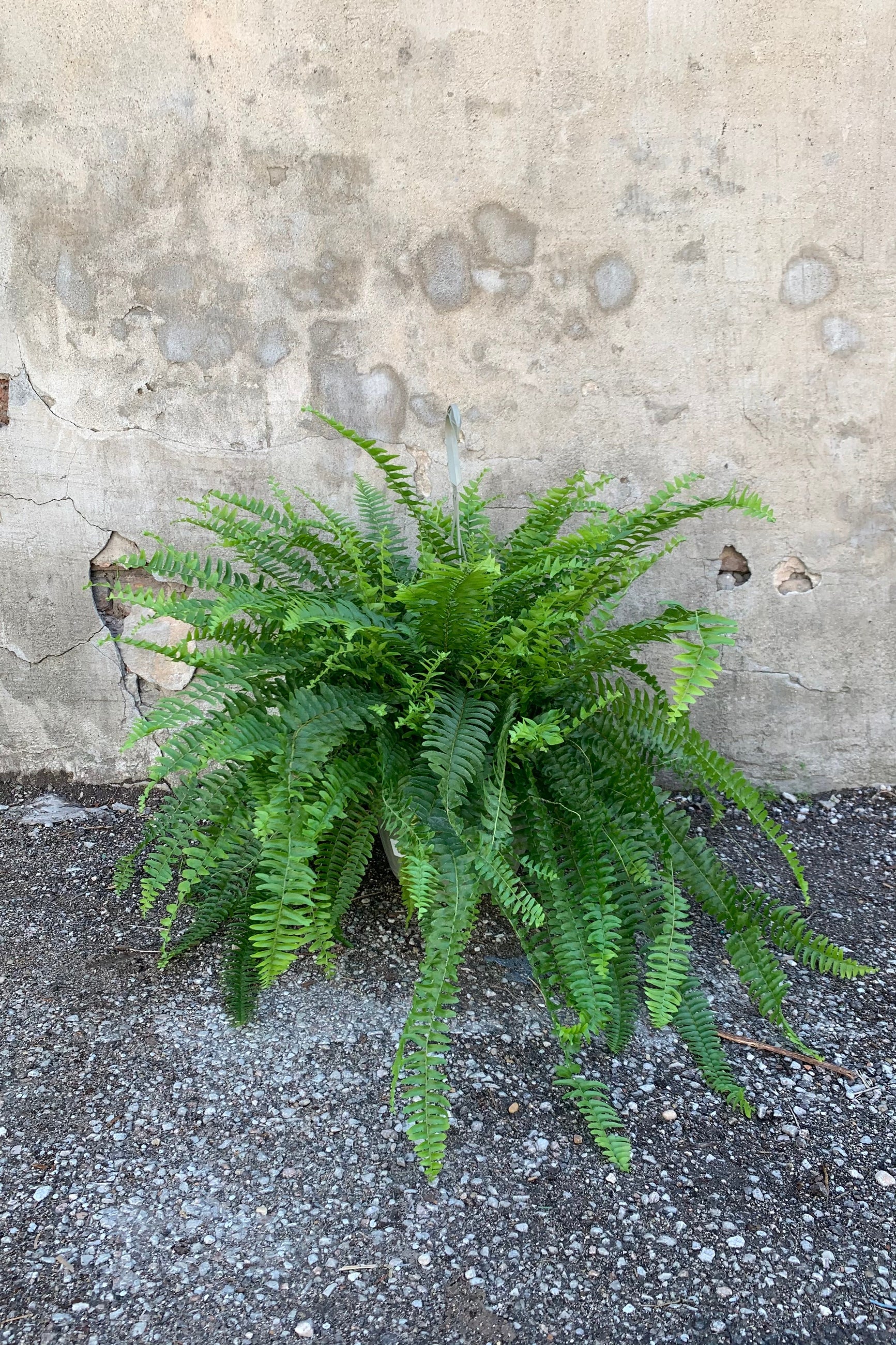 Boston Fern in a 10 inch pot against a grey wall. 