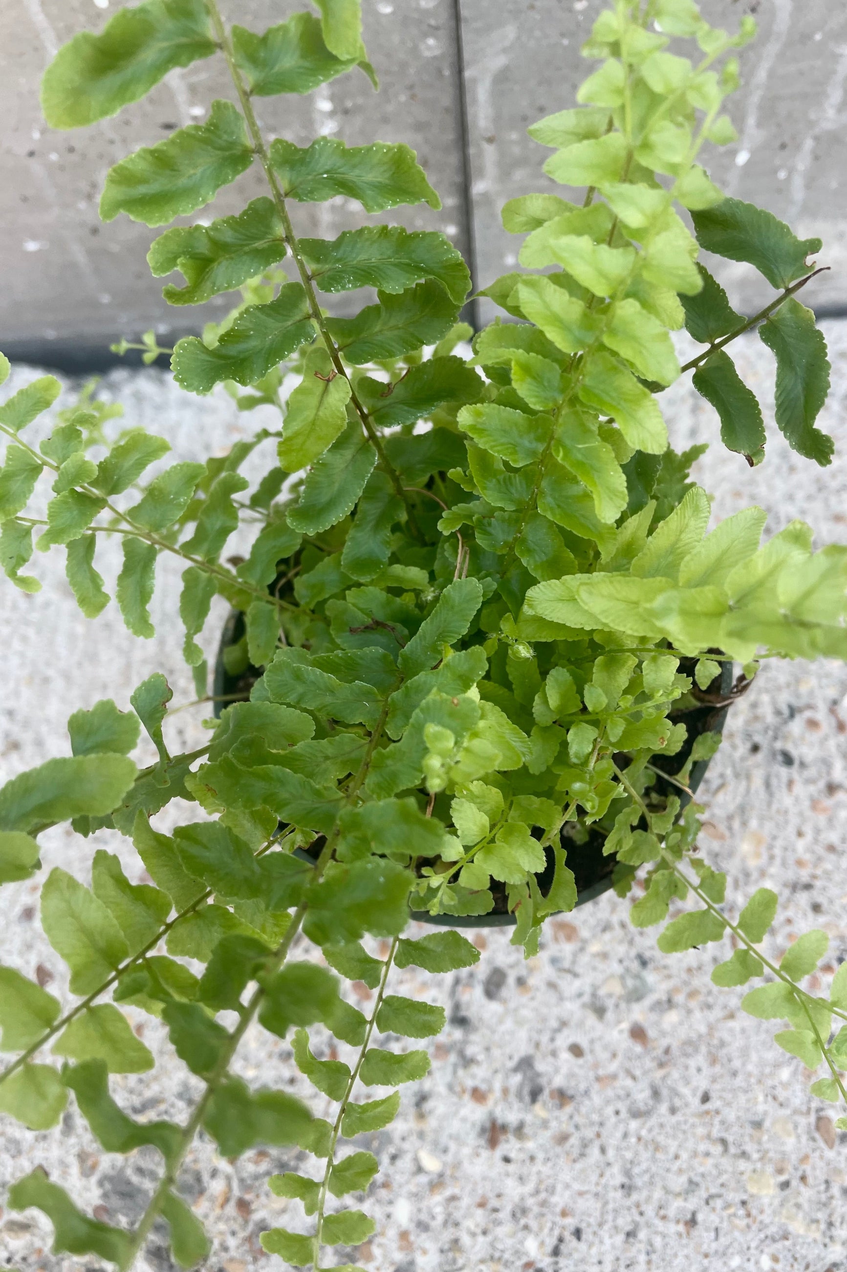 An overhead detailed view of Nephrolepis exaltata 'Petticoat' 4" against concrete backdrop