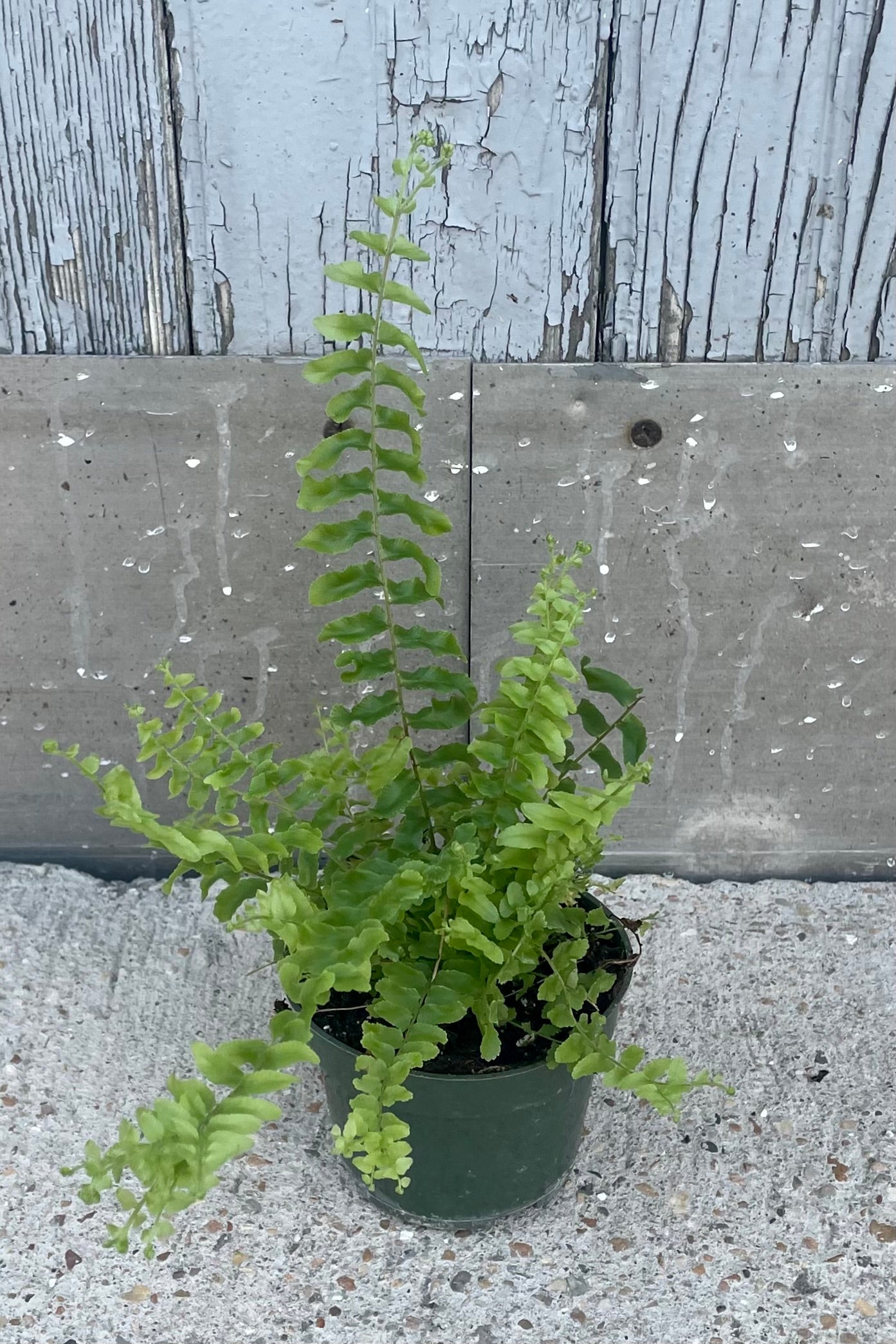 A full view of Nephrolepis exaltata 'Petticoat' 4" in grow pot against concrete backdrop