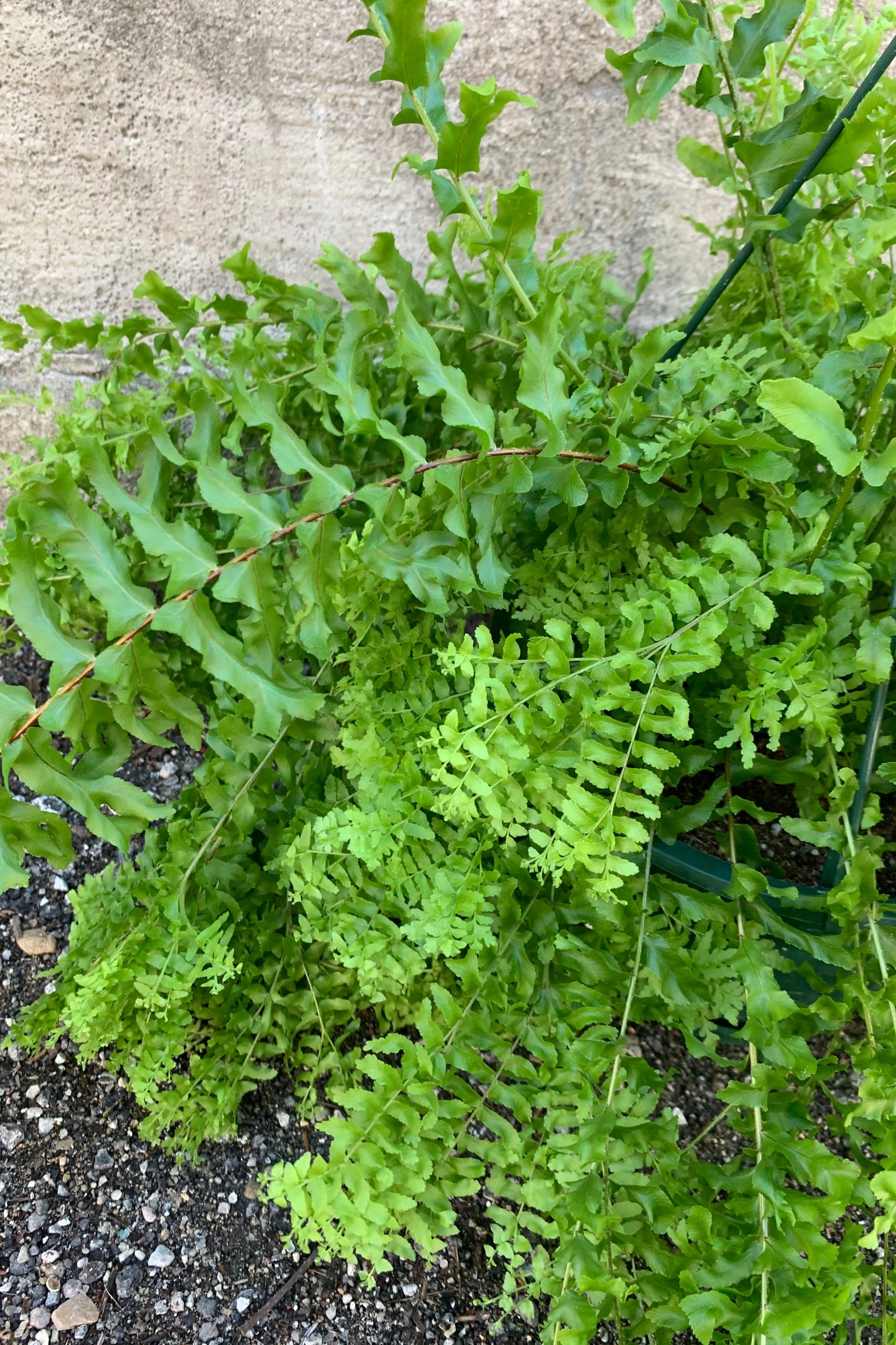 close up shot of curly leaf fern