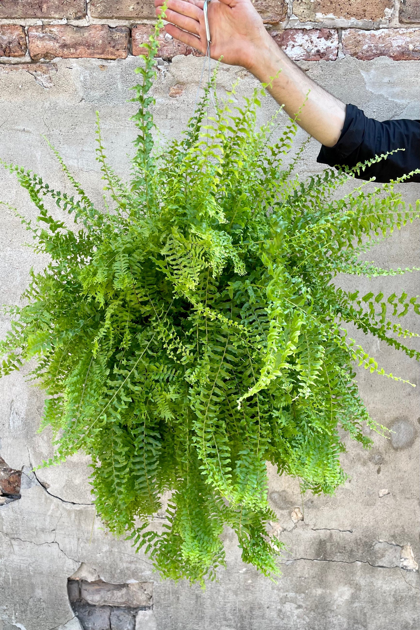 Nephrolepsis 'Petticoat' fern in a 10" growers pot being held against a concrete wall at Sprout-home 