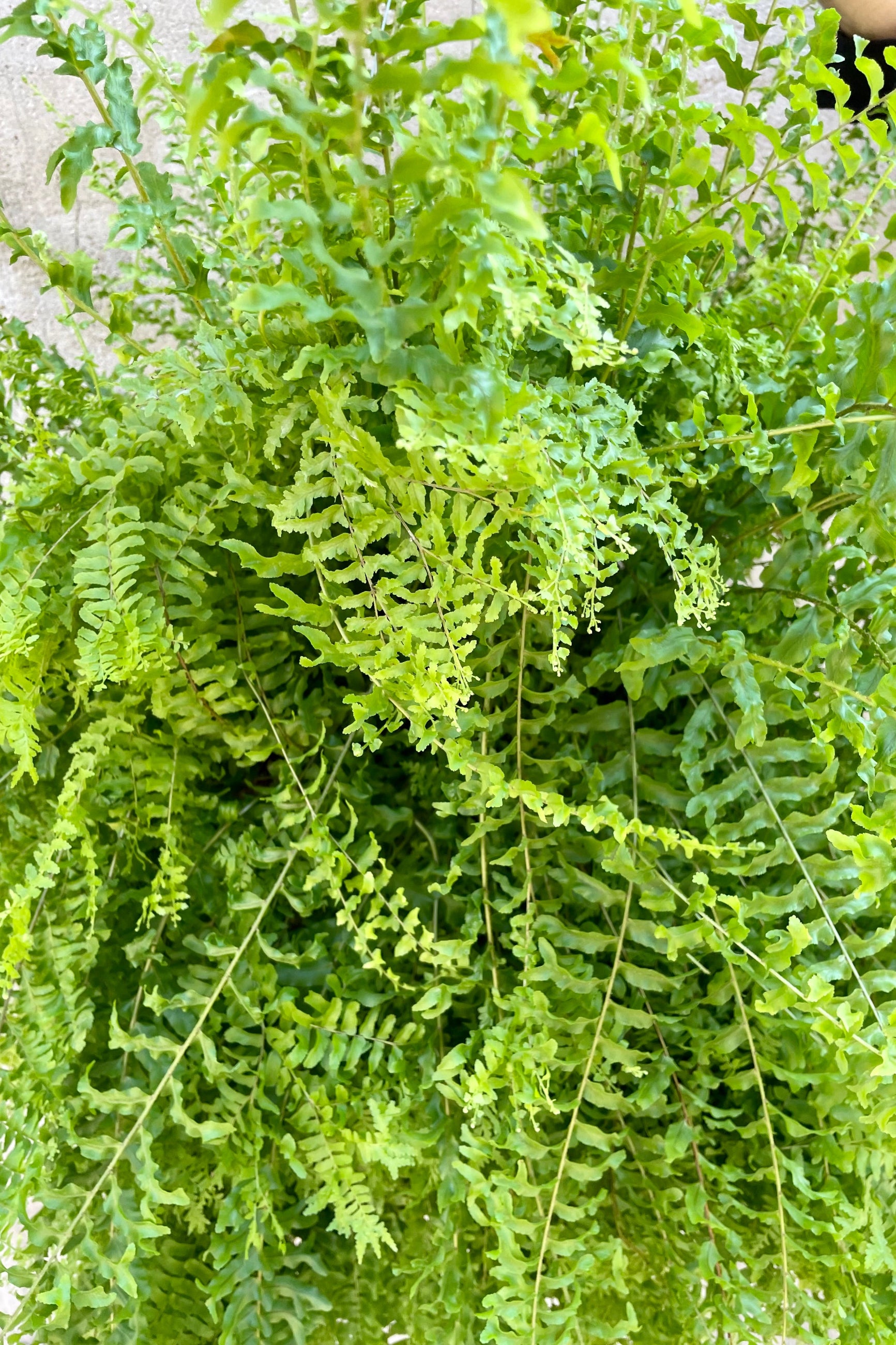 The frilly frond leaves of the Nephrolepsis 'Petticoat' at Sprout-home