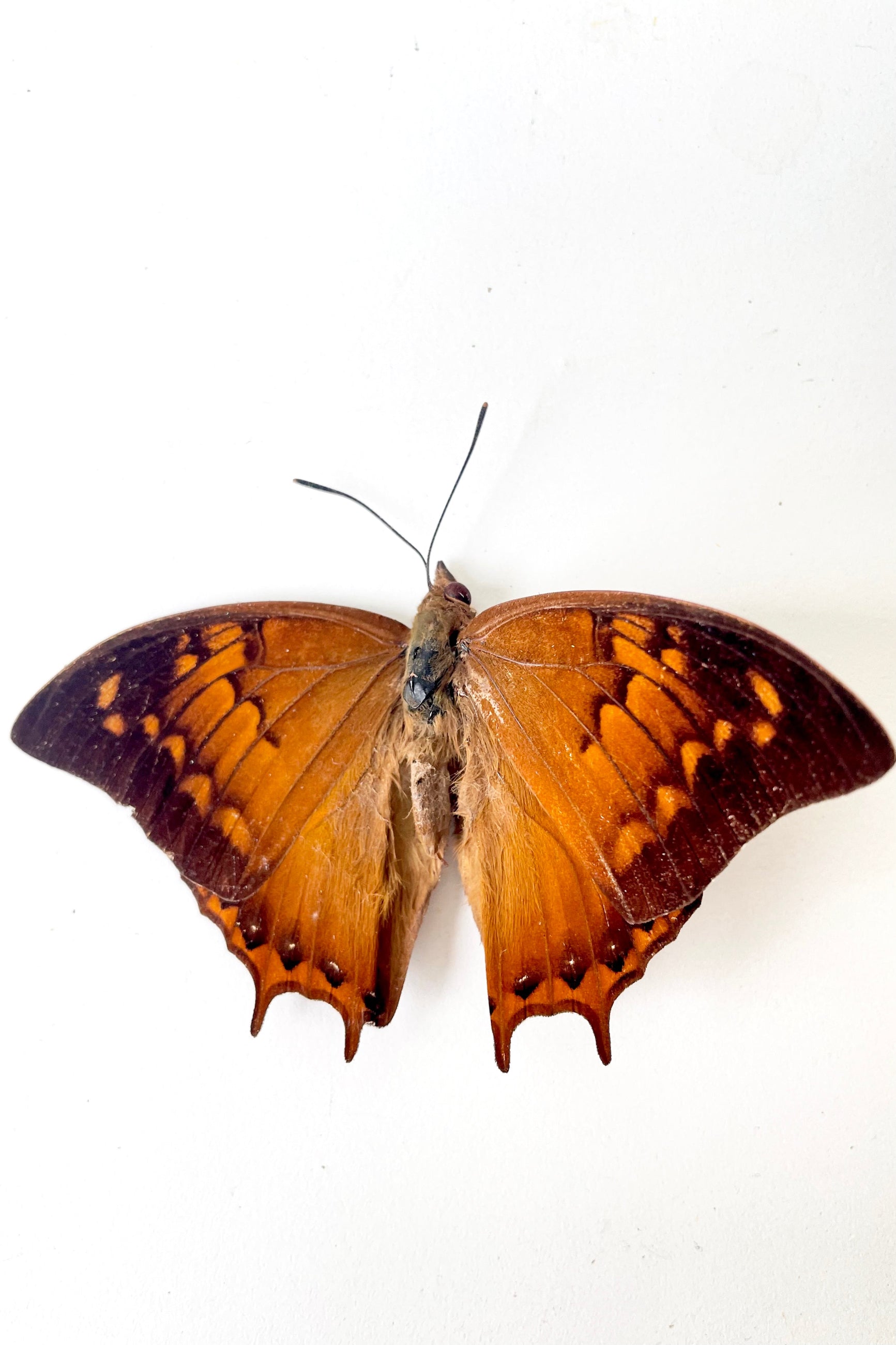 An overhead view of Charaxes emycus georgius against a white backdrop