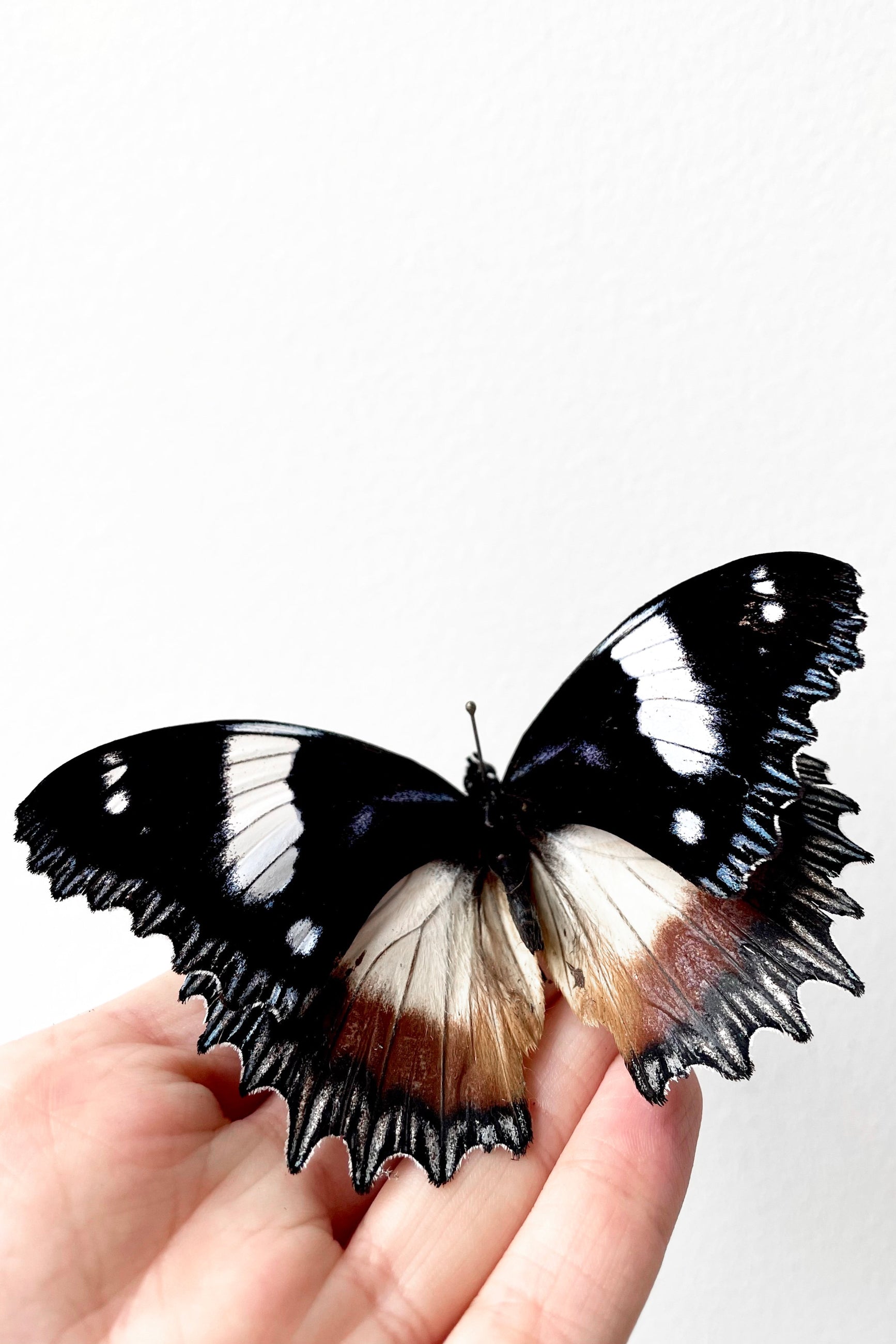 A hand holds Hypolimnus dexithea against a white backdrop