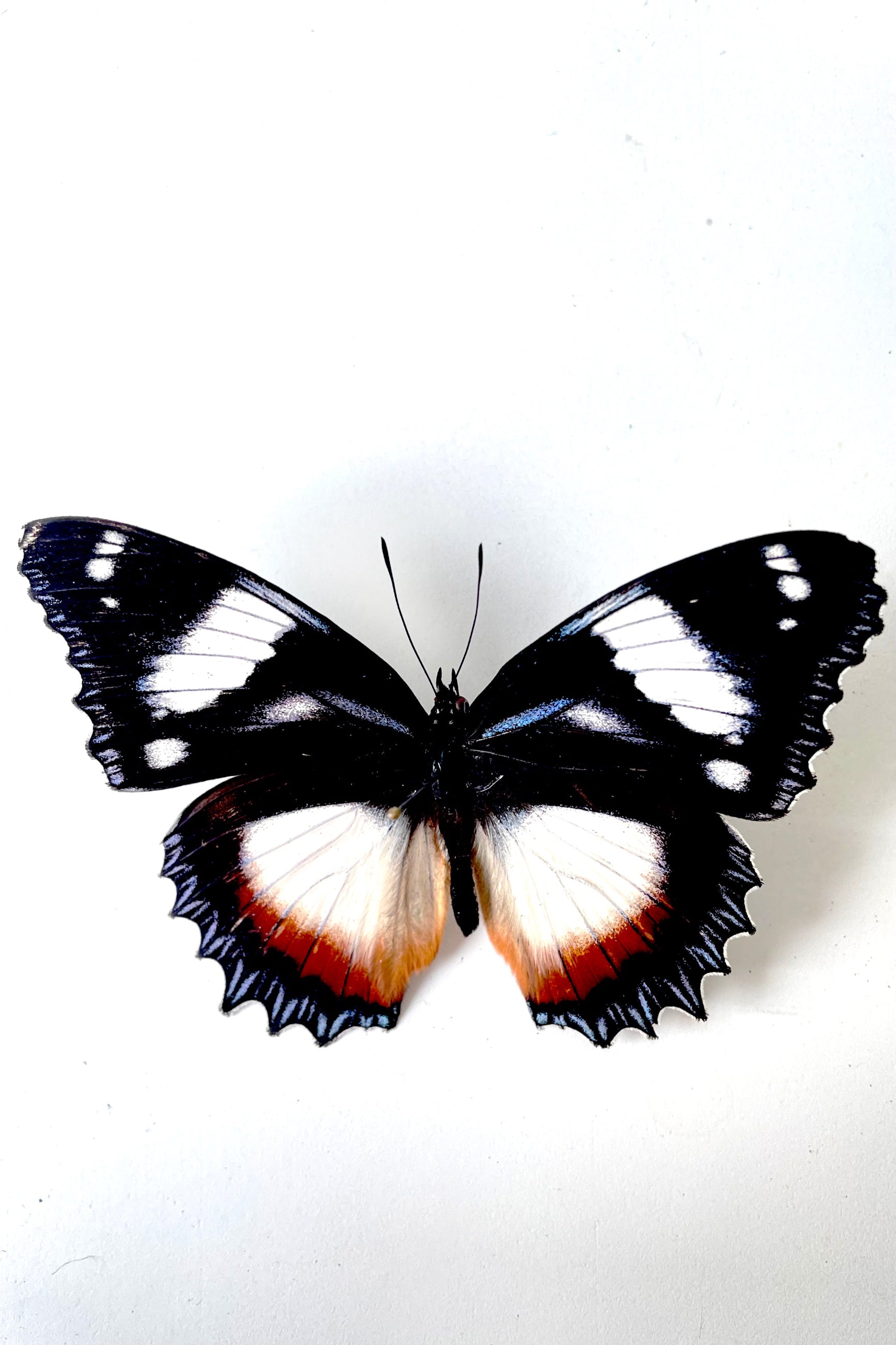 An overhead view of Hypolimnus dexithea with black, white and brown coloring against a white backdrop