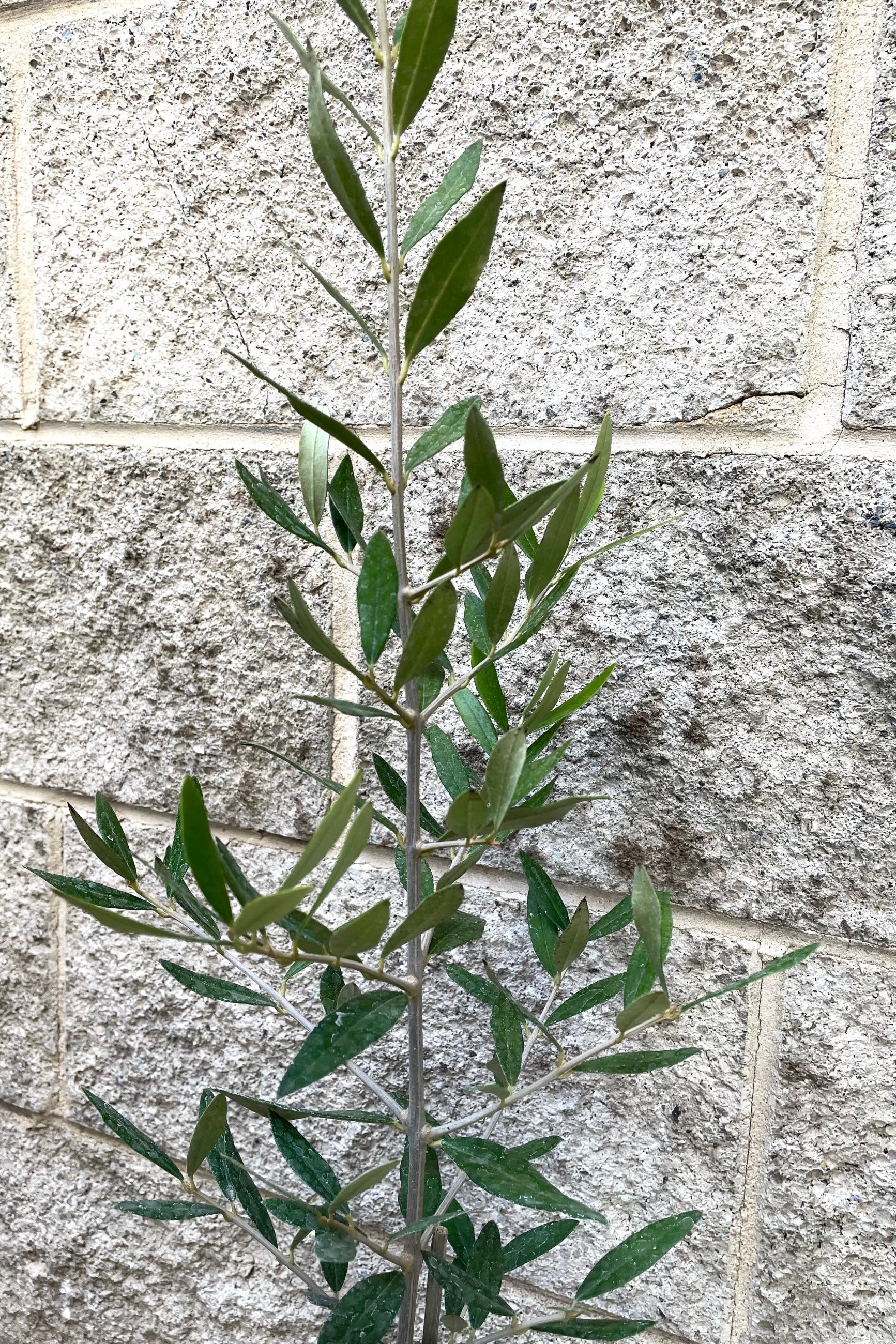 A detailed view of Olea europaea "Olive Tree" 4" against concrete backdrop