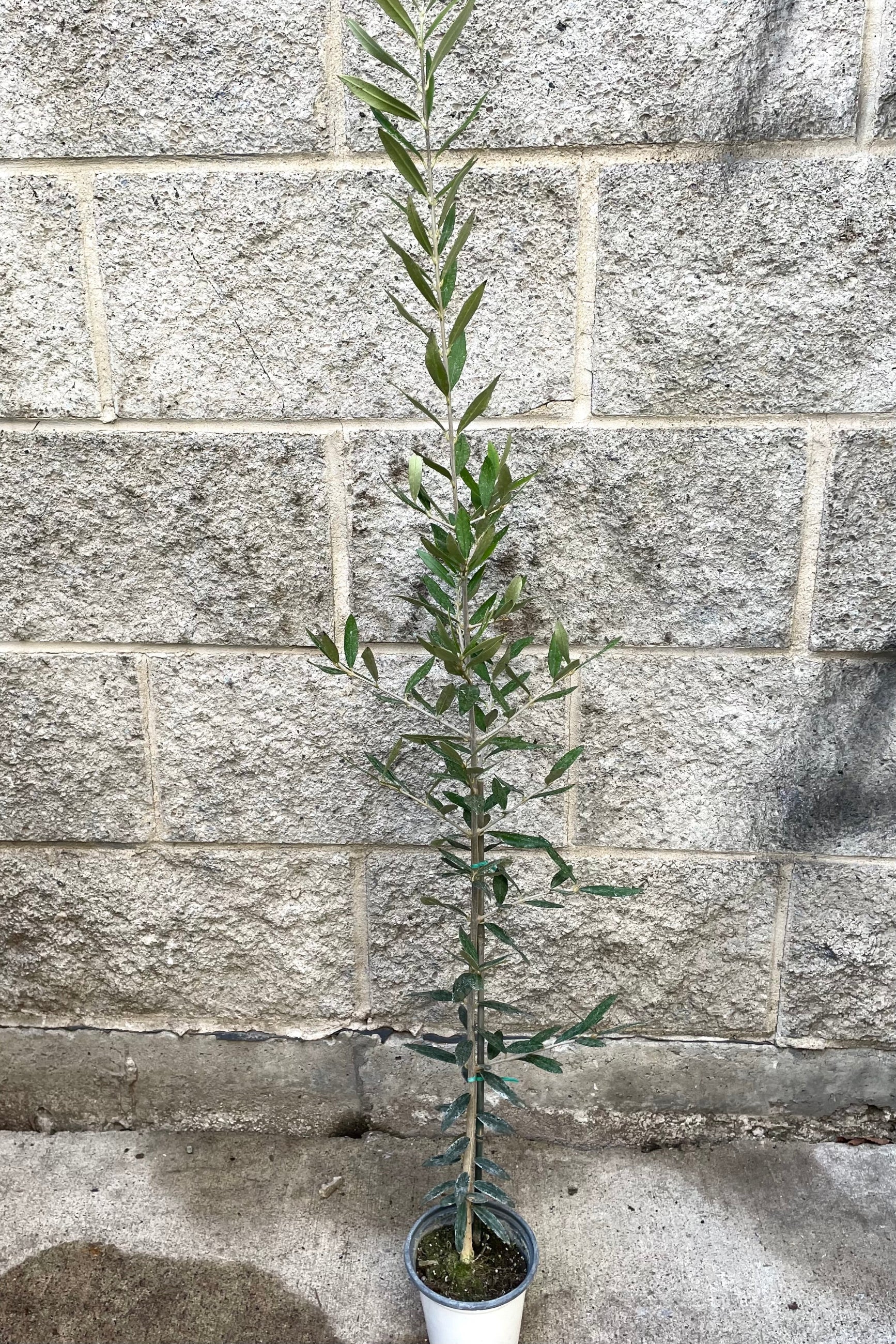 A full view of Olea europaea "Olive Tree" 4" against concrete backdrop