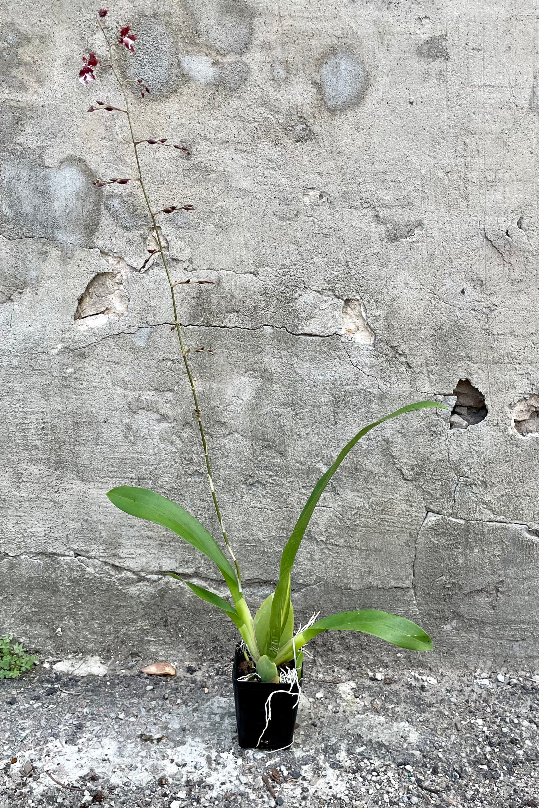 A full view of the 4" Oncidium in a grow pot against a concrete backdrop