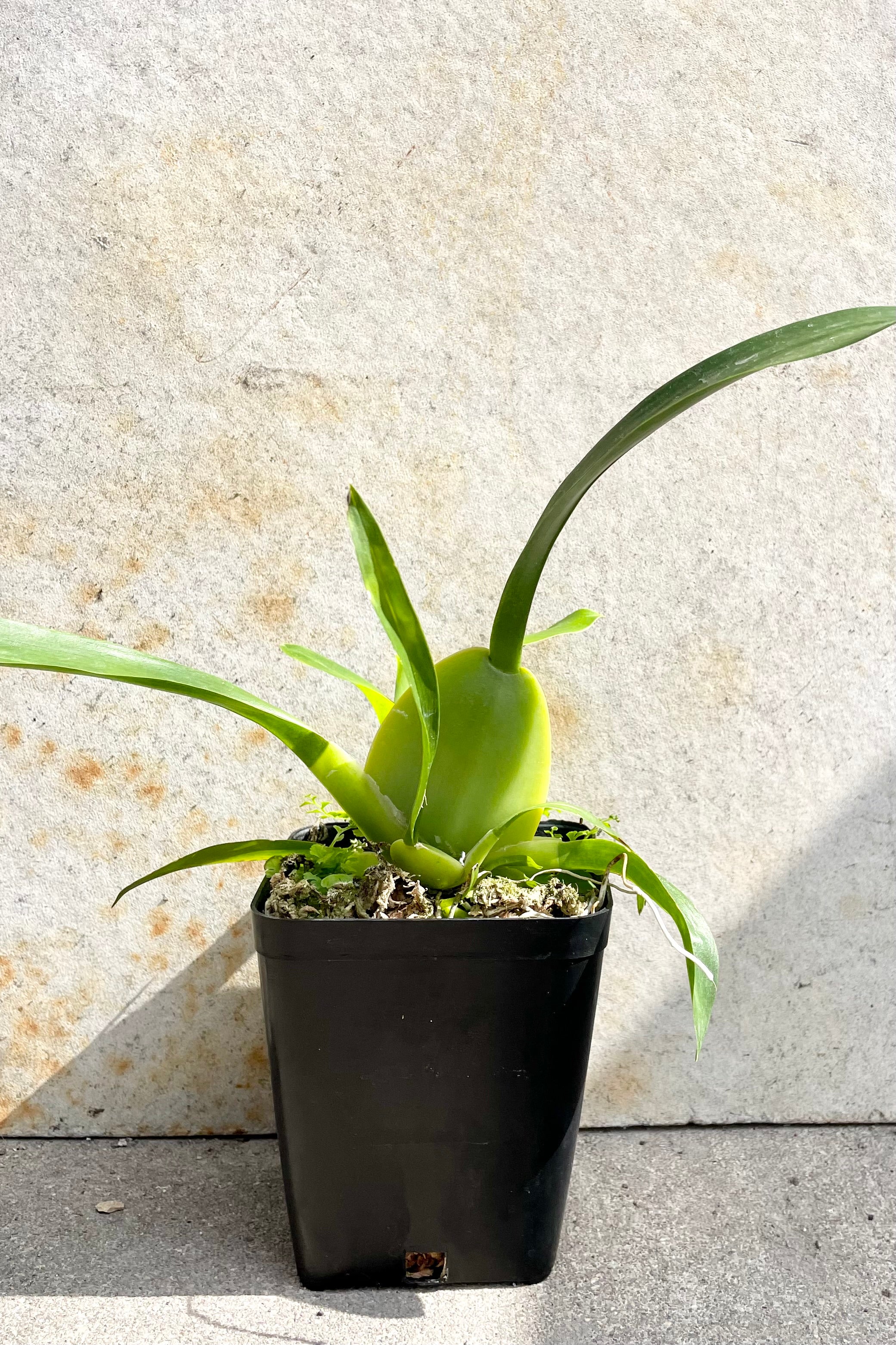 The Oncidium 'Sharry Baby' not in bloom in a 4" growers pot against a grey wall. 