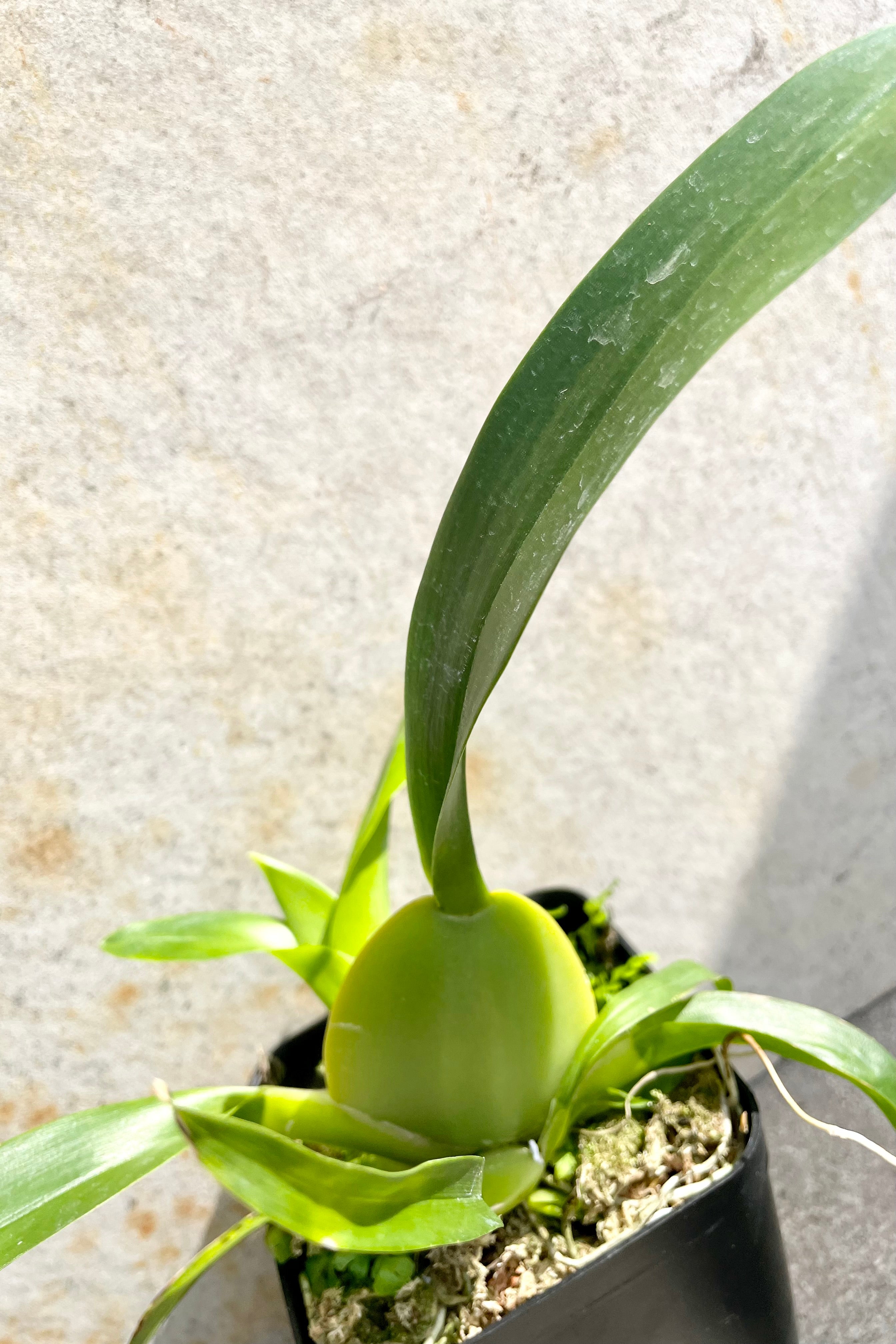 A picture of the Oncidium 'Sharry Baby'  not in bloom and snowing the bulbous base. 