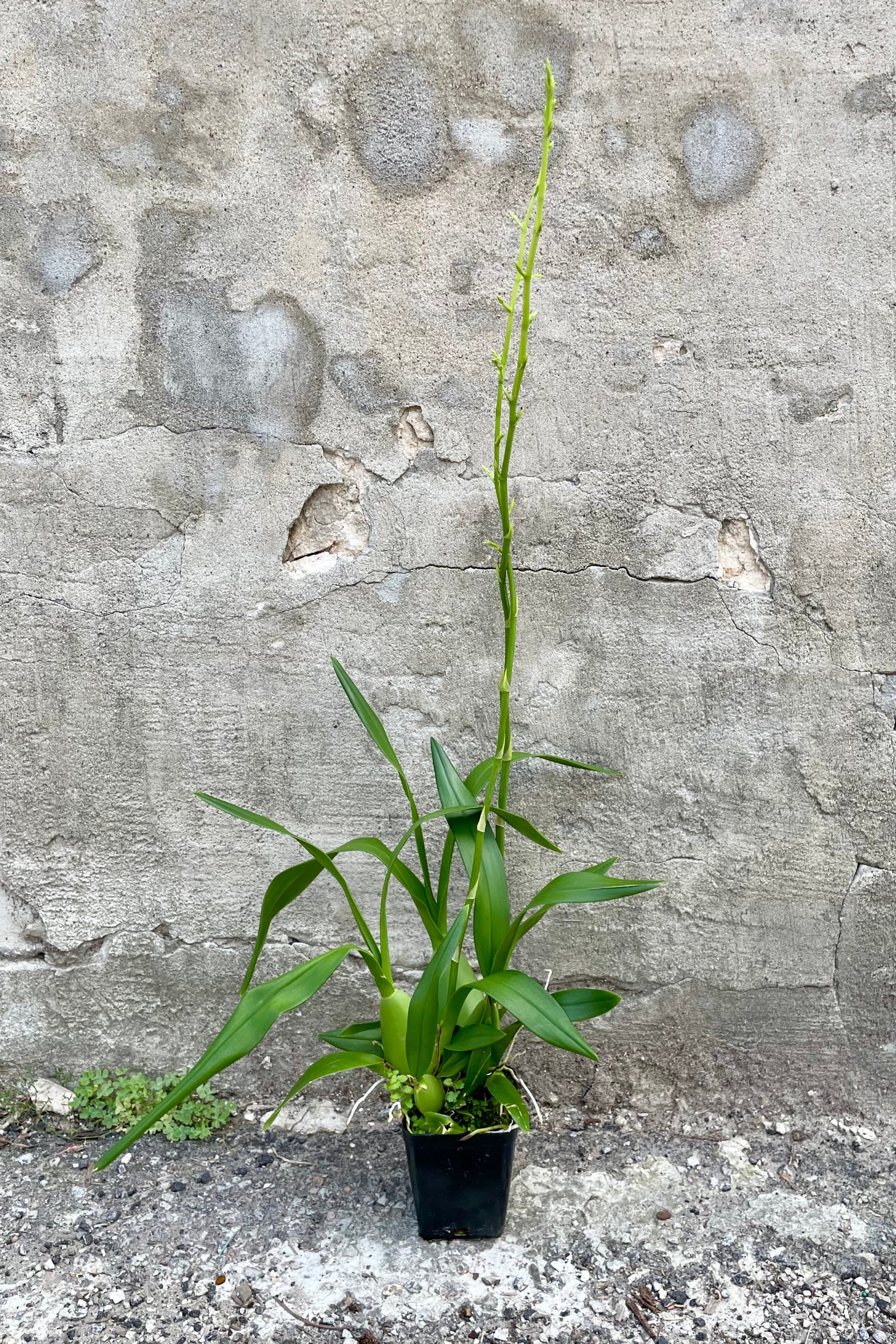 A full view of the 4" Oncidium in a grow pot against a concrete backdrop