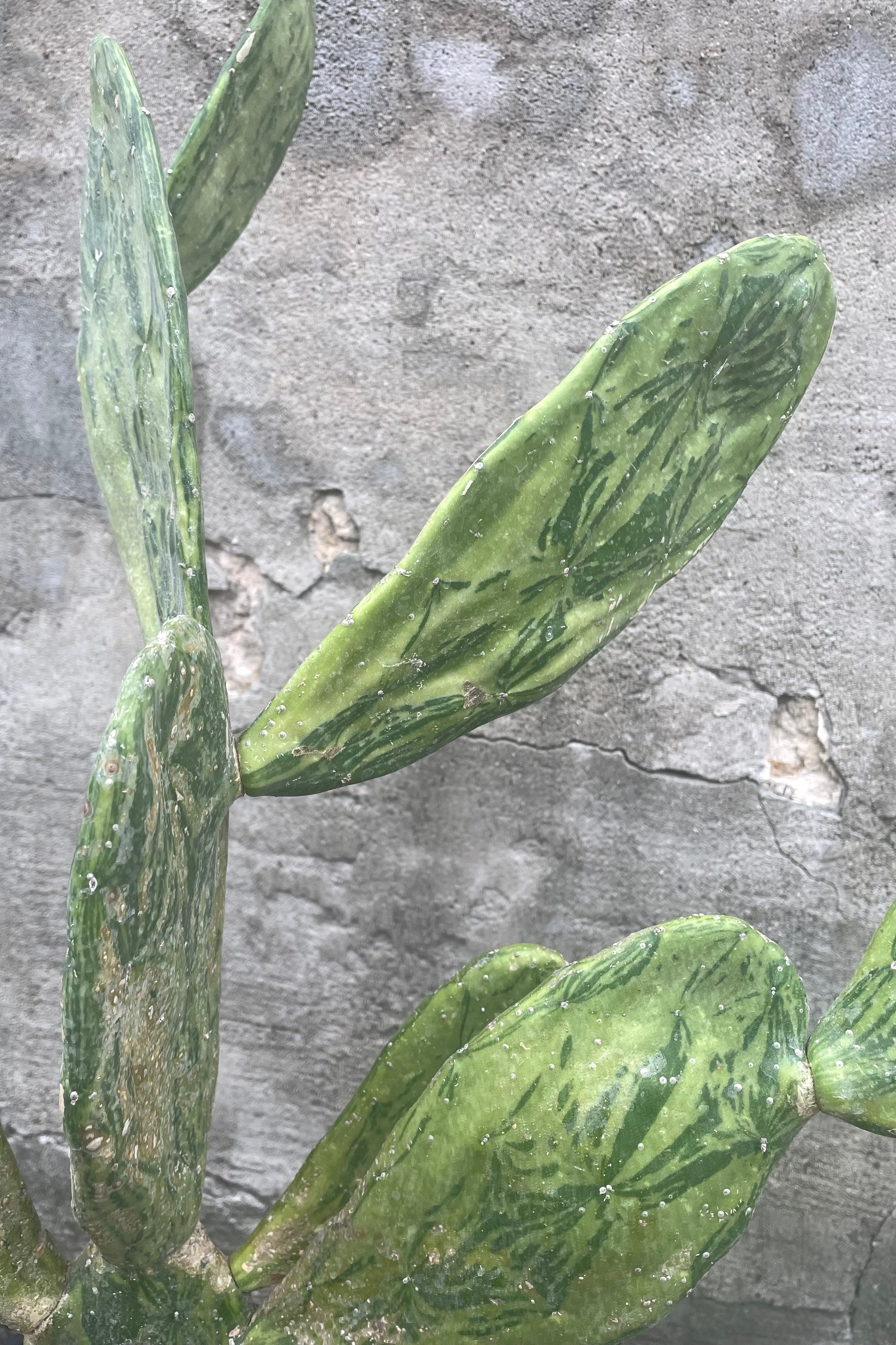 A close up view of Opuntia sp. Variegated 10" against a concrete backdrop
