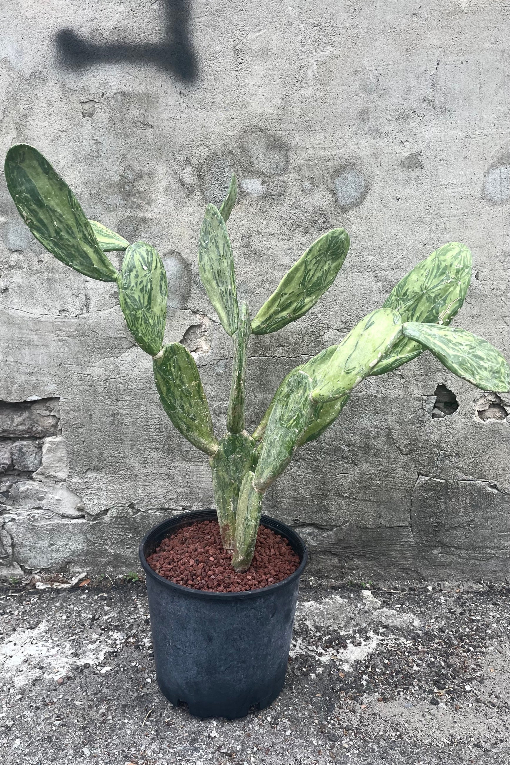 A full view of Opuntia sp. Variegated 10" in a grow pot against a concrete backdrop