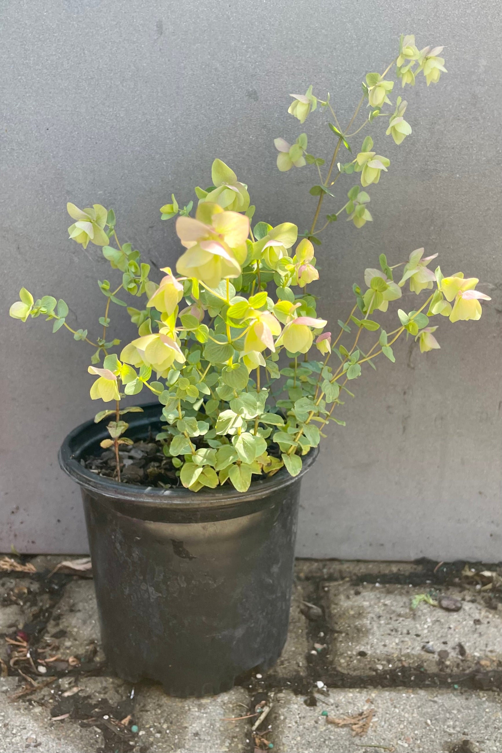 Origanum 'Kent Beauty' in a #1 growers pot against a grey background showing the soft pastel leaves at Sprout-home. ©Sprout Home