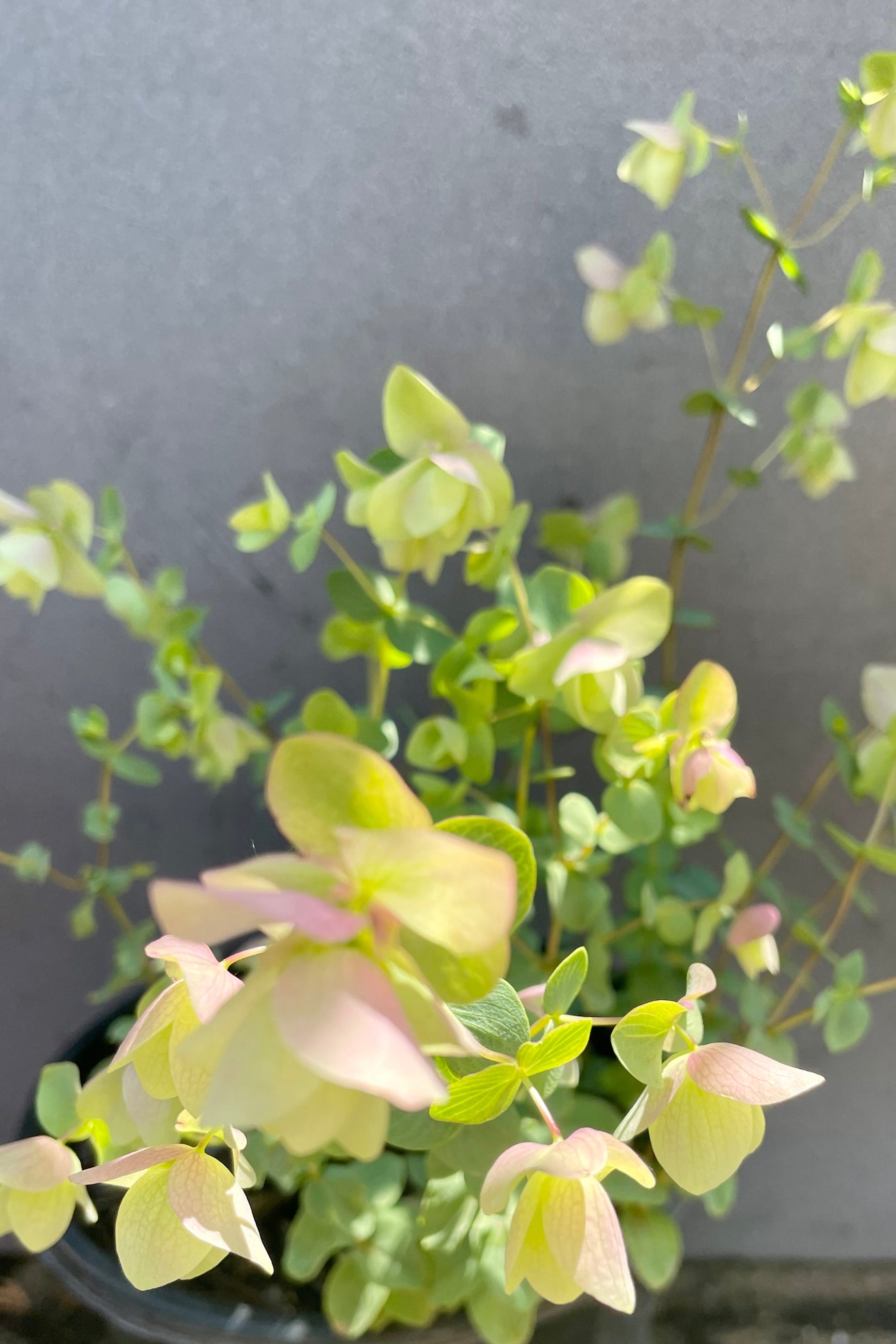 detail photo of the soft green to yellow and pink leaves and bloom of the Origanum 'Kent Beauty' against a grey background in the end of June at Sprout-home. ©Sprout Home
