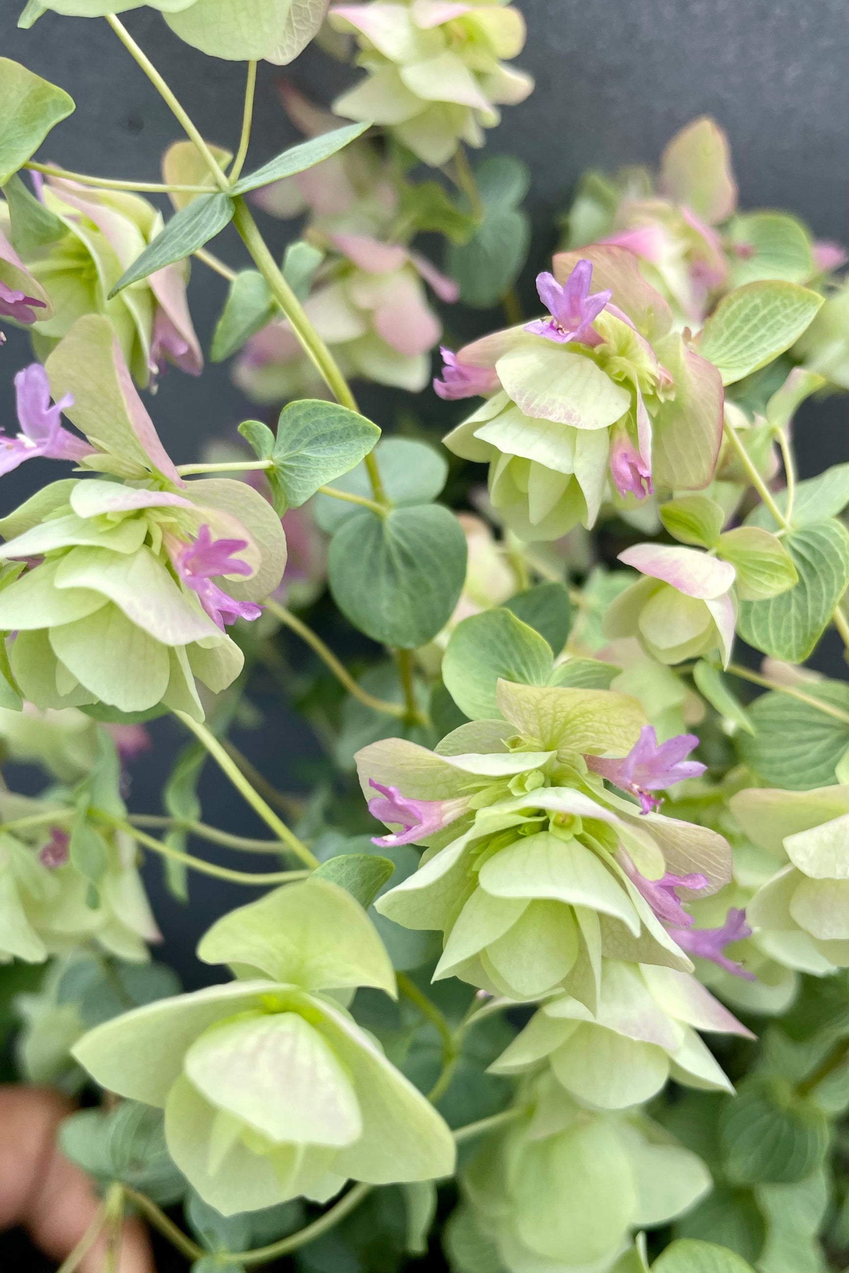 The 'Kent Beauty' Oregano in full bloom the beginning of July showing the soft pastel colors at Sprout-home. ©Sprout Home