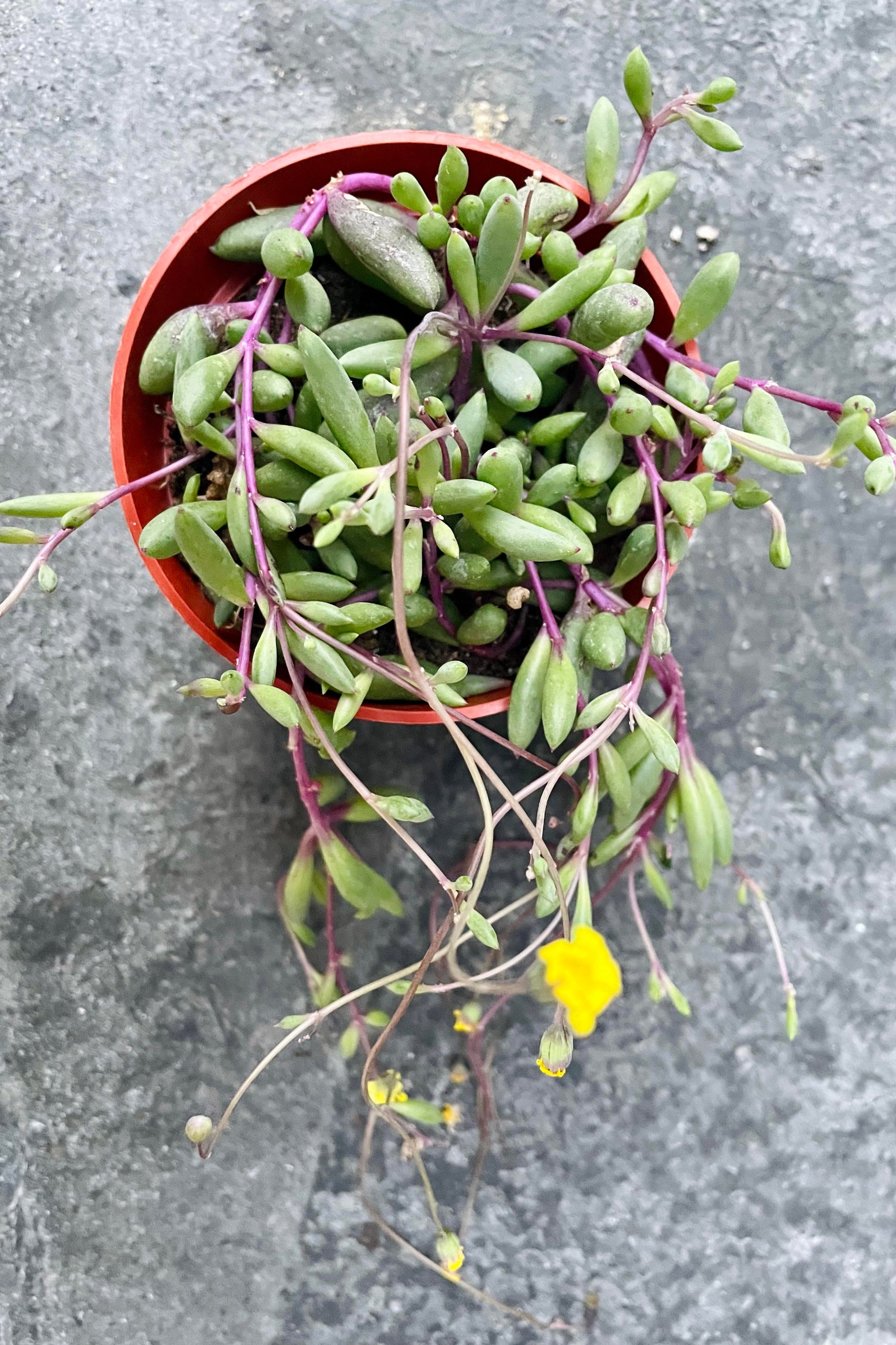 A detailed look at the Othonna capensis while it's in bloom